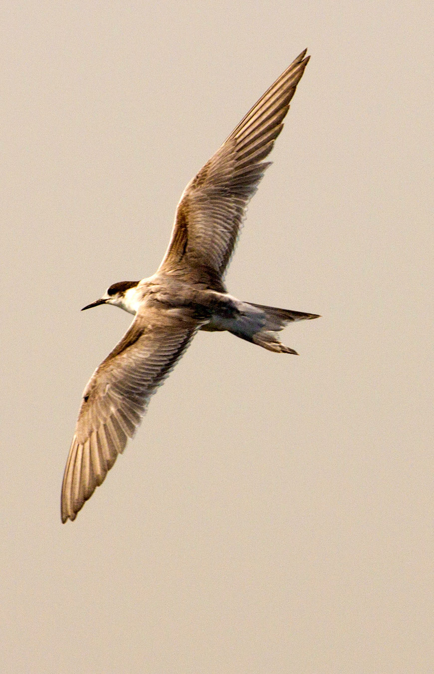 IzmirPlease see my other Photographs at: http://www.jamespdeans.co.uk/