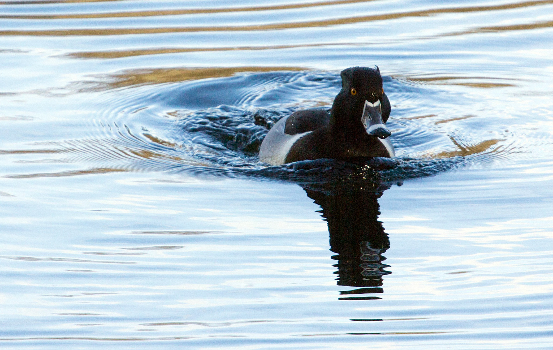 Ring-Necked Duck Please see my other Photographs at: http://www.jamespdeans.co.uk/