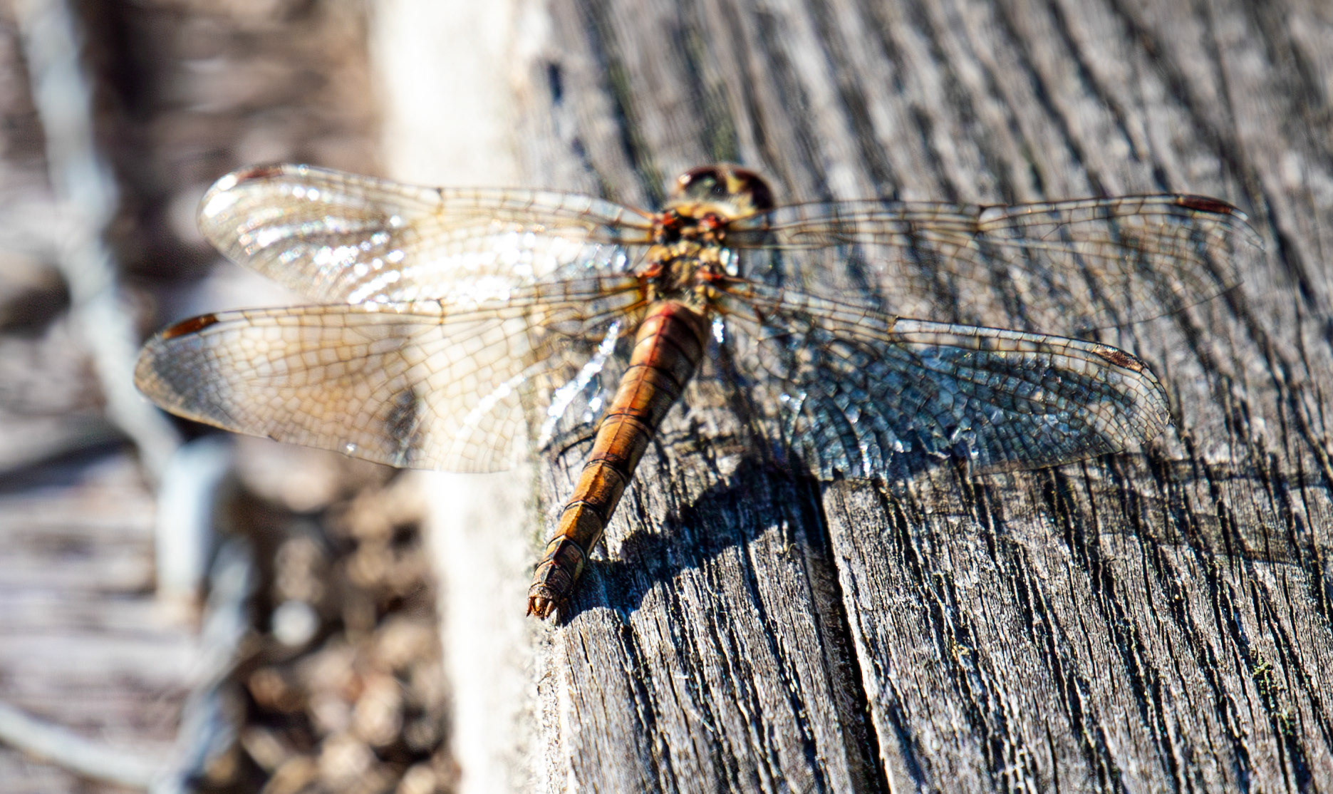 Common Darter - Sympetrum striolatum - Bavelaw 25 Sep 2025