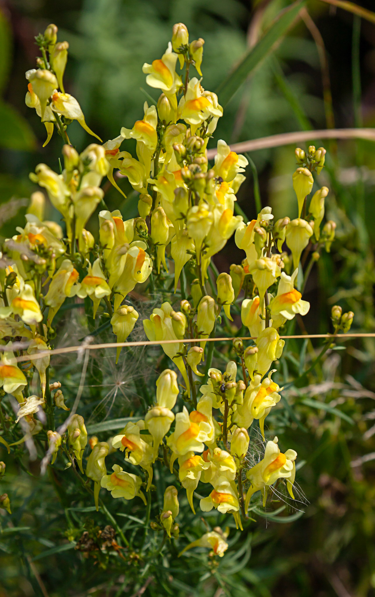 Walk Thames Path MArlow to Bourne End 06 August 2025