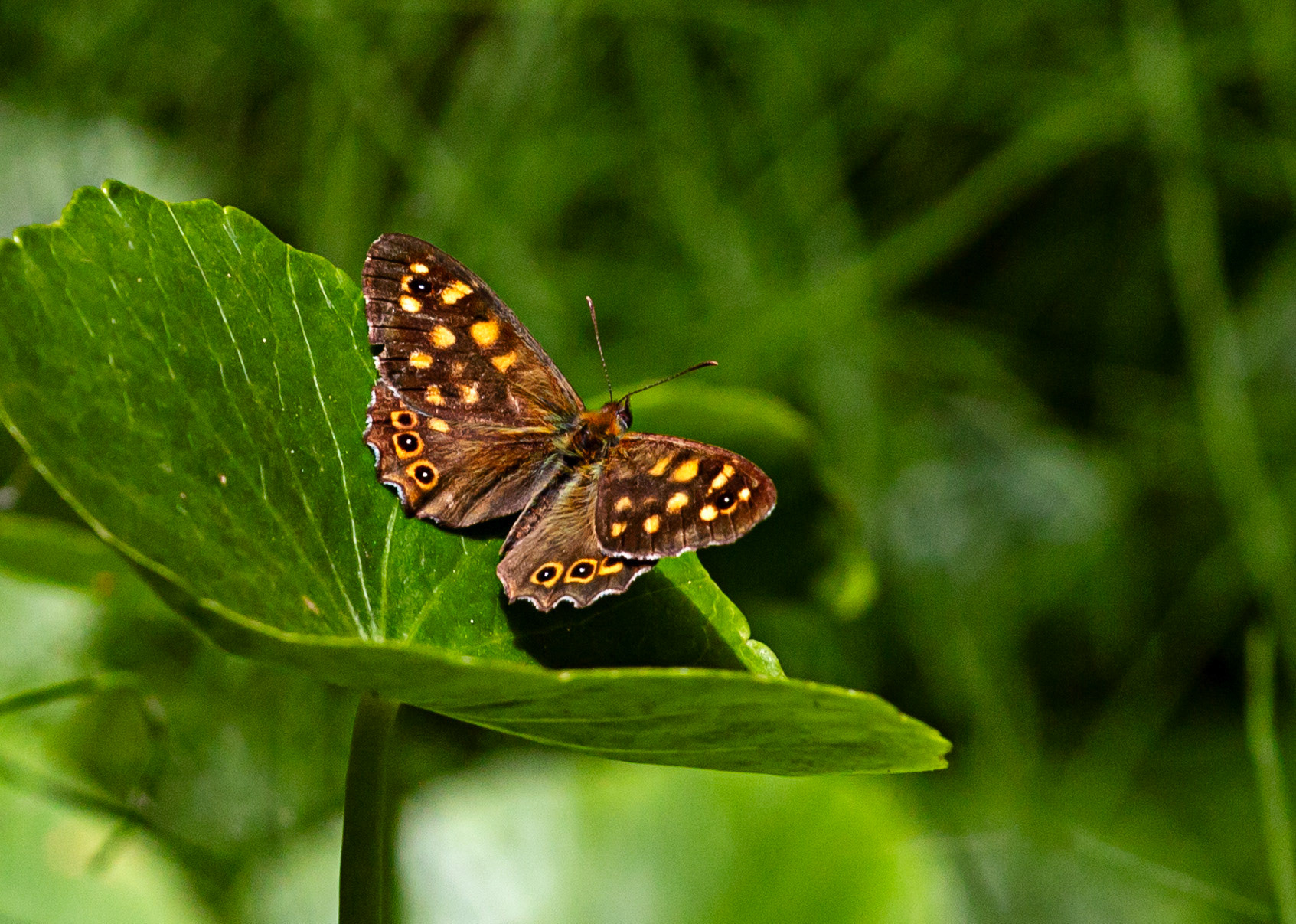 Butterflies in Siena Botanics 19 June 2024