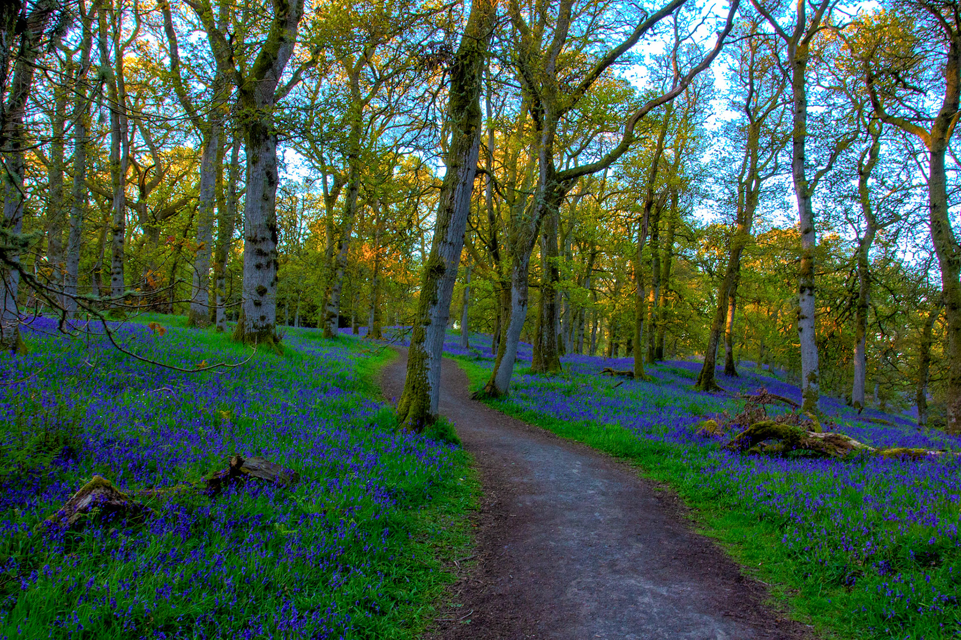 Kinclaven Bluebell Woods 16 May 2026