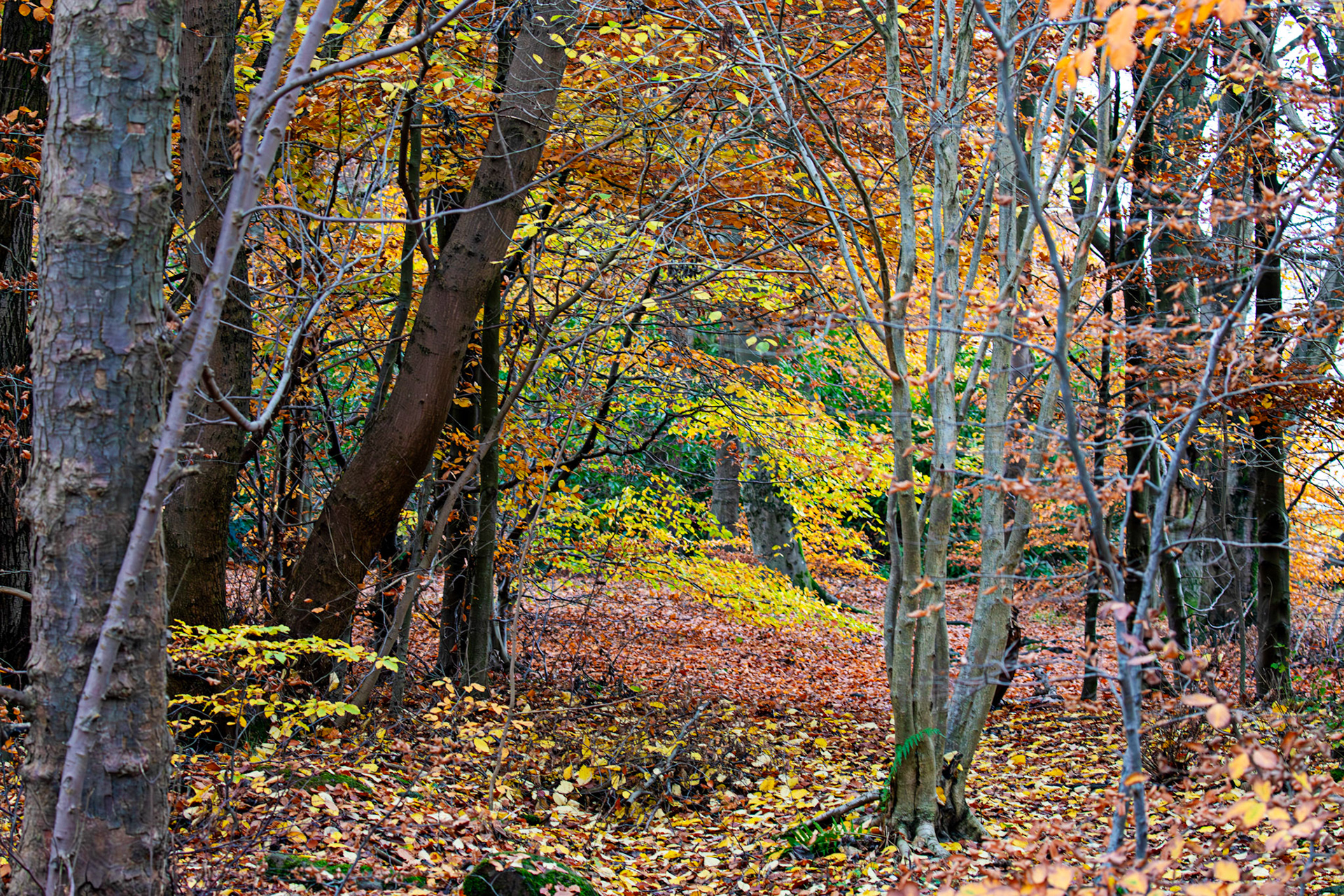 Deans Woods - 07 November 2025