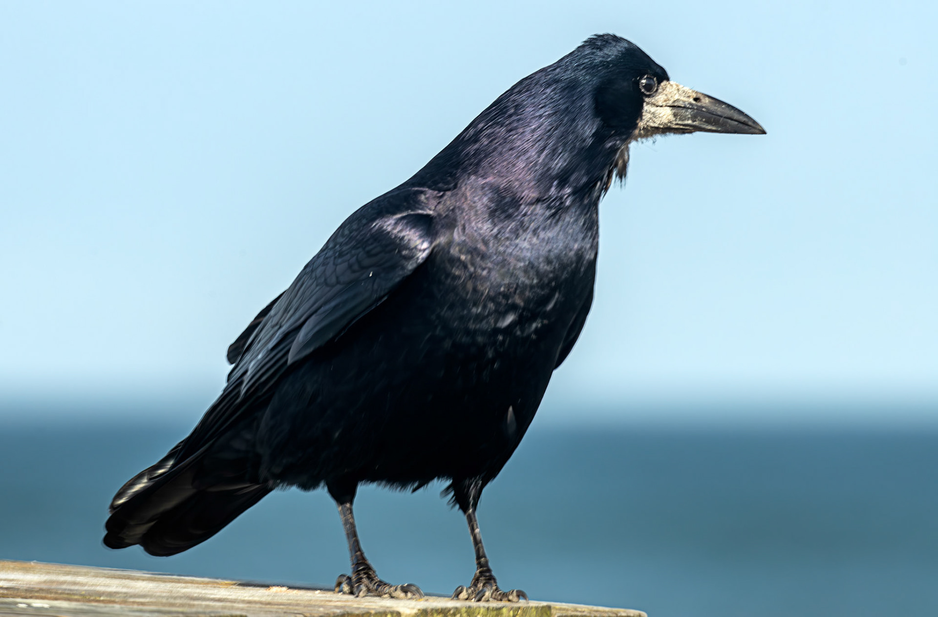 Cullen 05 March 2026