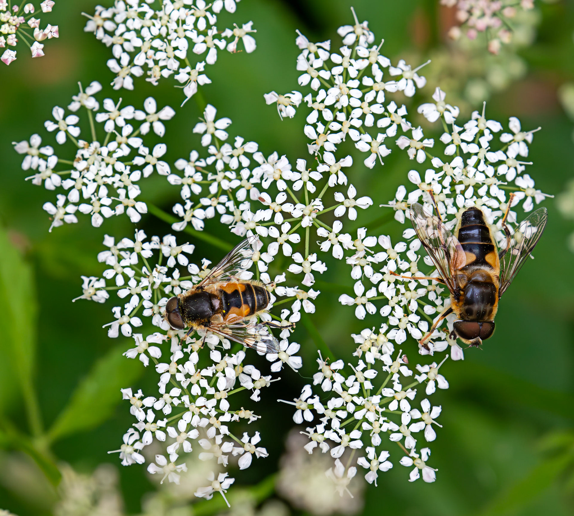 hoverfly (Eristalis arbustorum) &amp; a Common Drone Fly (Eristalis tenax) - Gogar Bridge - Leyburn Road 02 June 2025