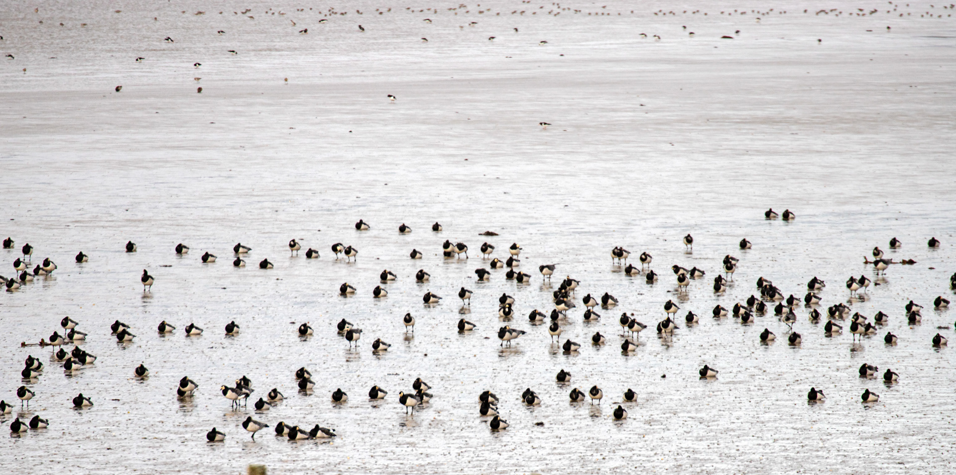 Barnacle Geese: The Island of Islay 04 March 2025