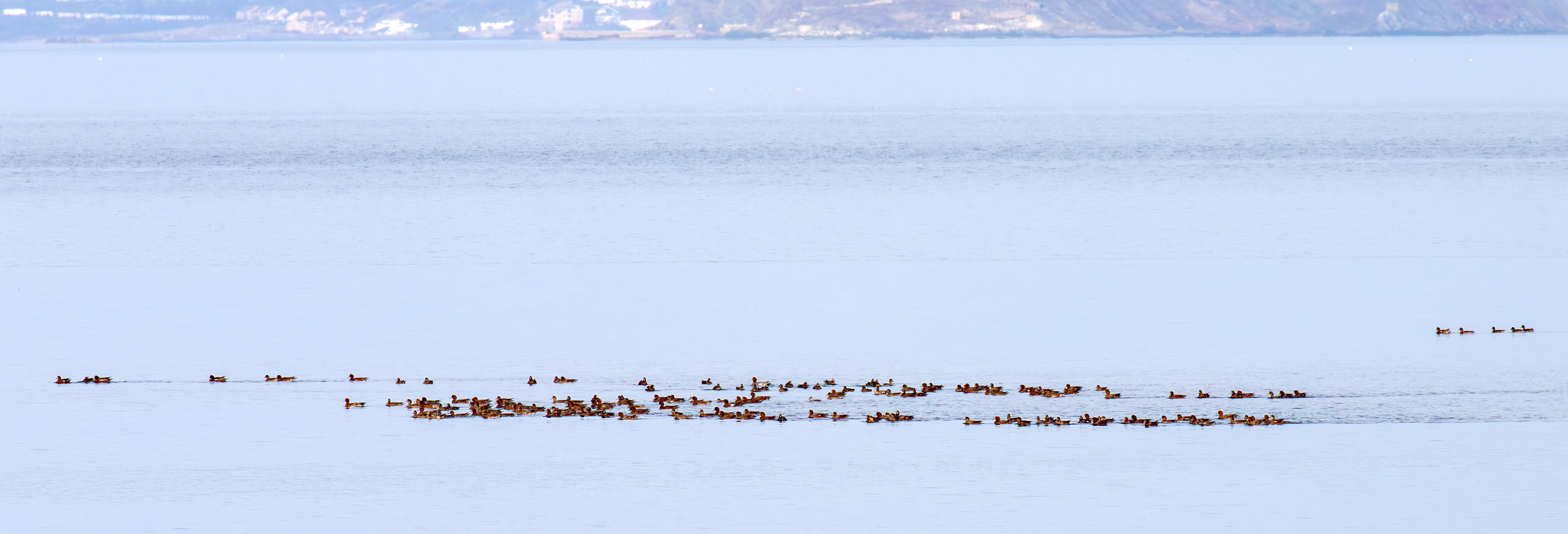 Wigeon - Musselburgh Lagoons 30 Sep 2025
