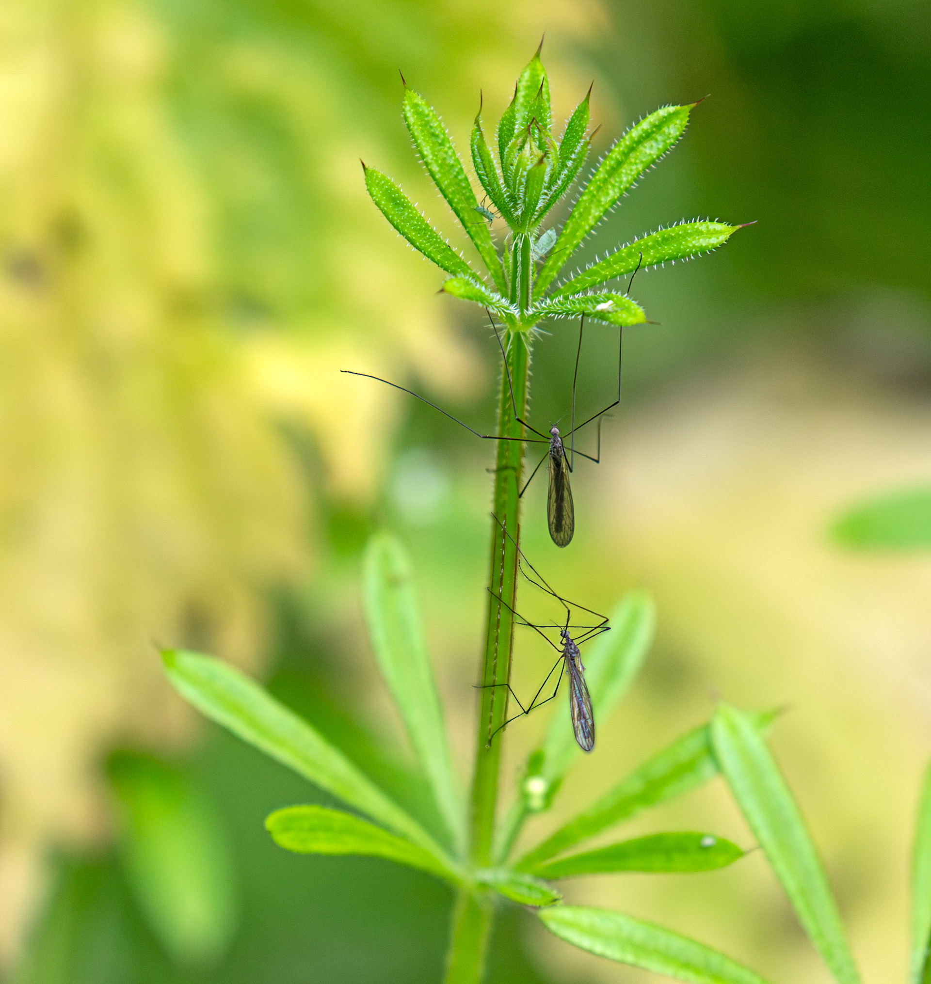 Craneflies - Polkemmet Country Park 25 June 2025