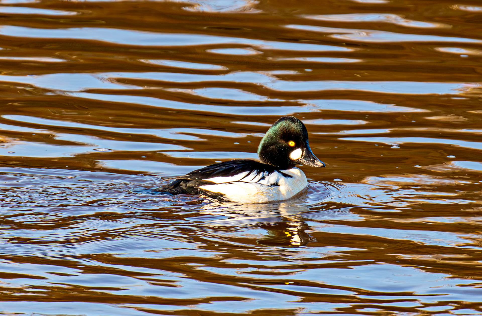 Goldeneye, River Esk Musselburgh 18 November 2024