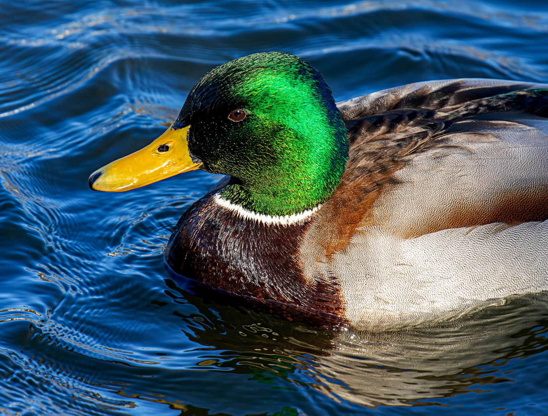 Mallard at Linlithgow Loch 11 March 2026
