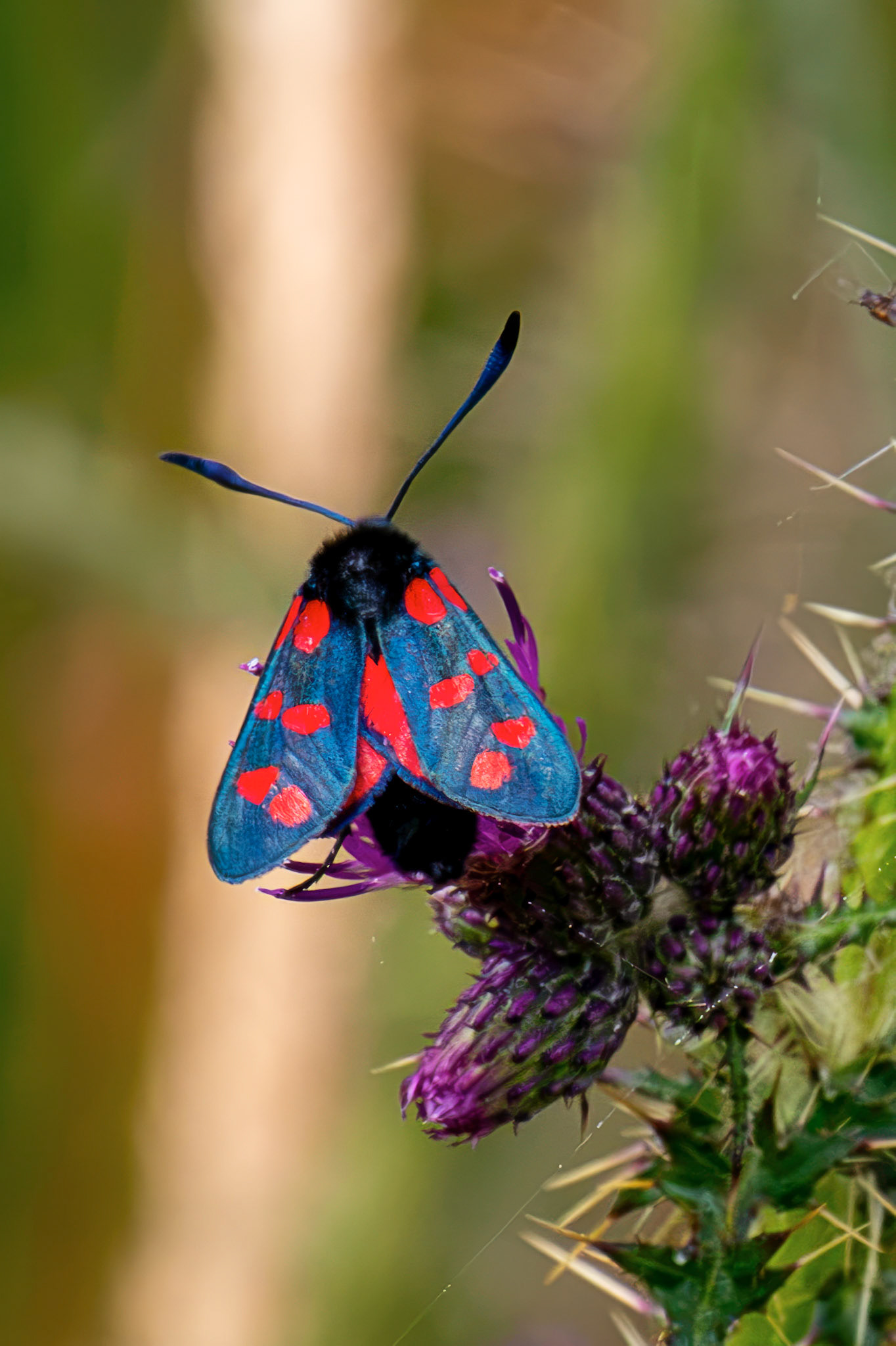 Six-spot burnet moth (Zygaena filipendulae) - Harperrig 14 July 2026