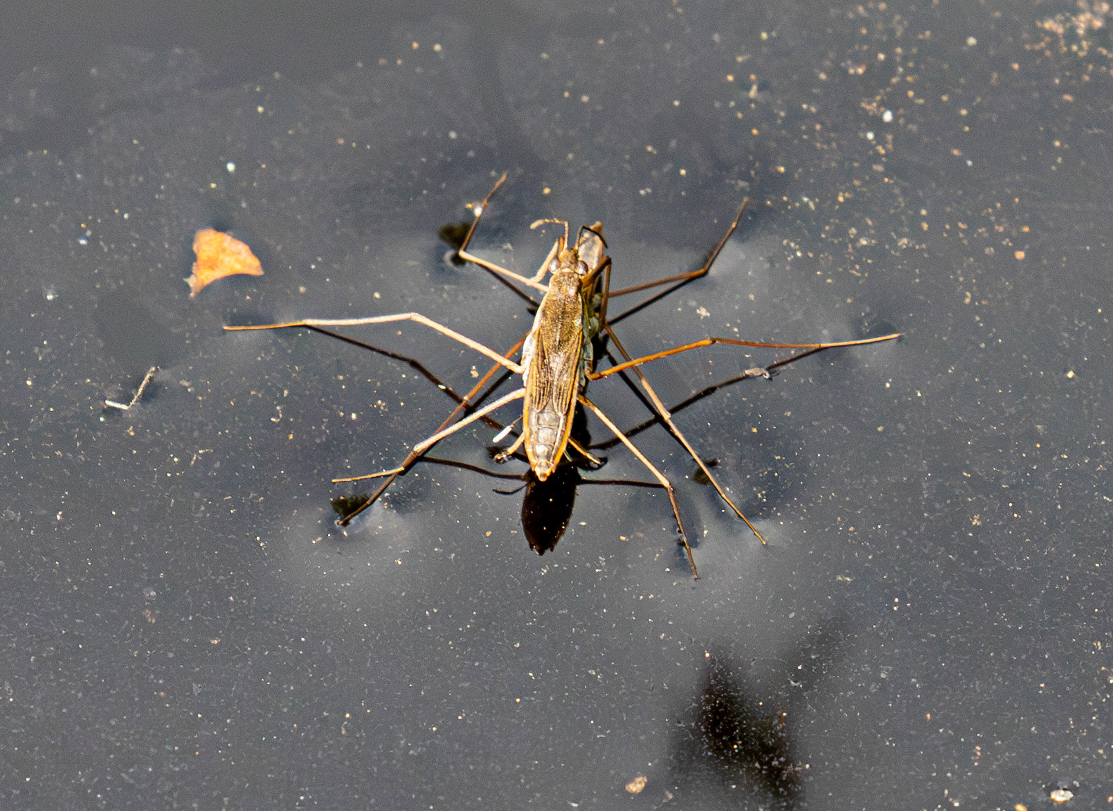 Water Skaters - Bavelaw 22 June 2025