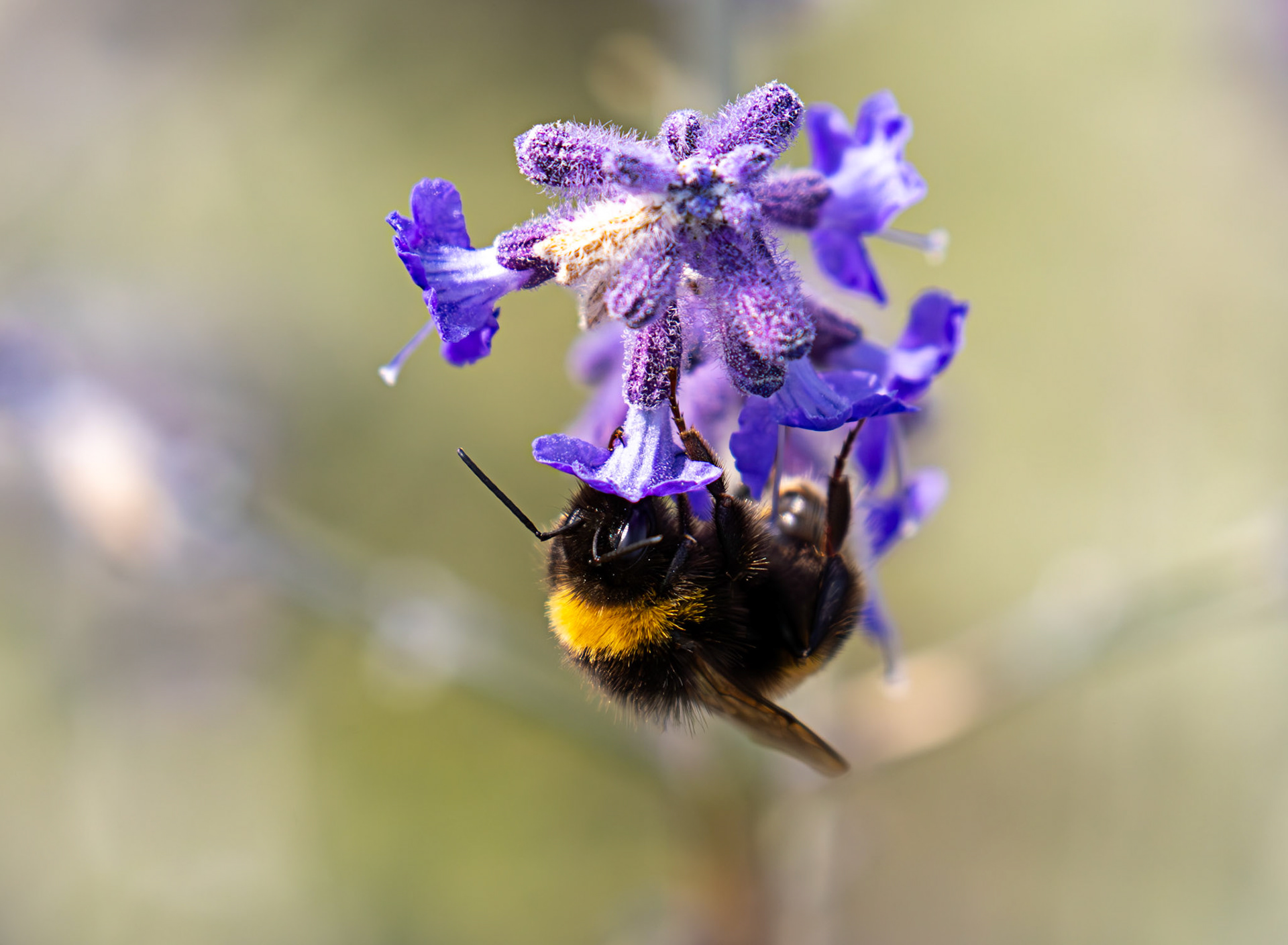 Buff-tailed Bumblebee (Bombus terrestris) Slough 05 August 2025