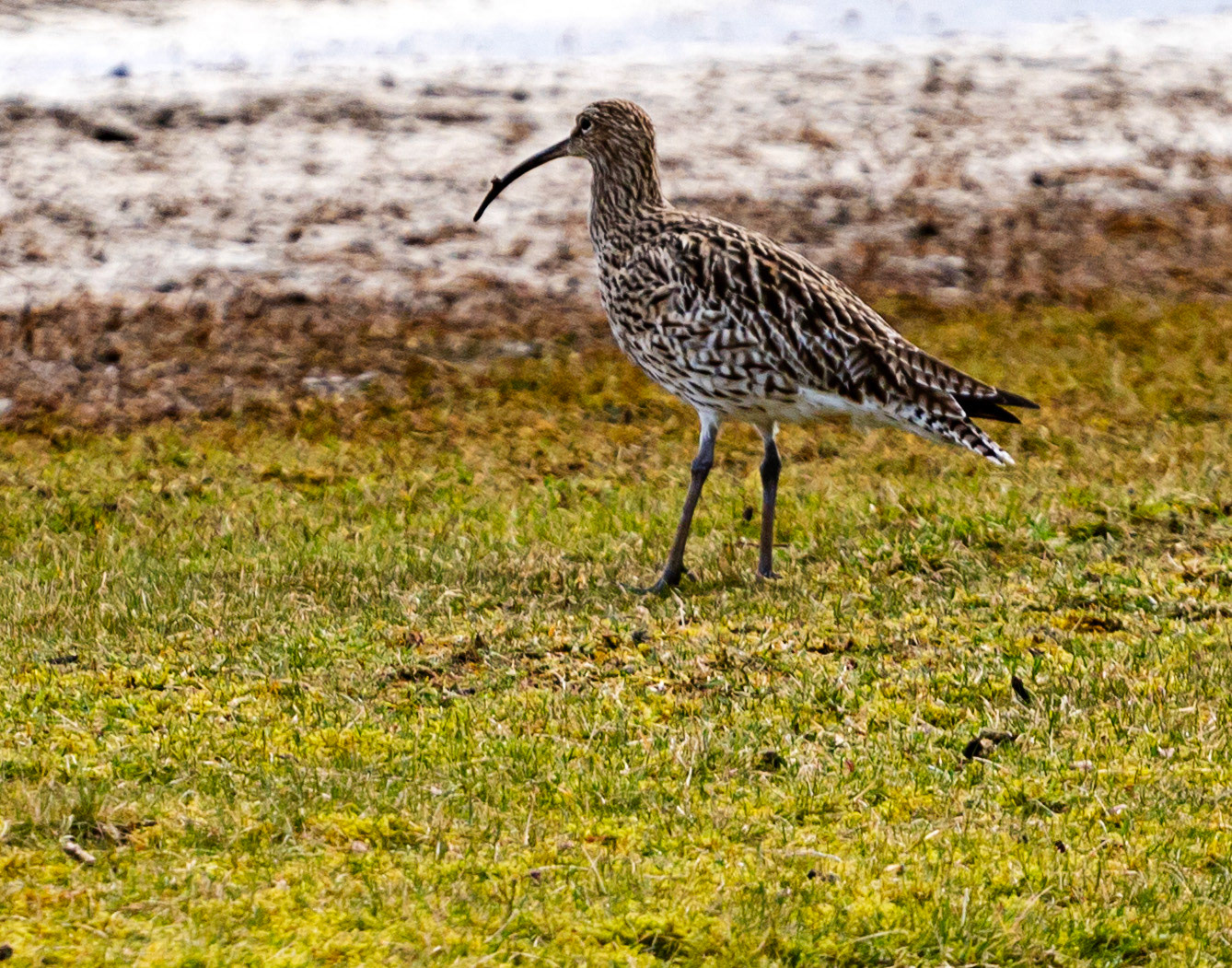 Musselburgh Lagoons 5 March 2024