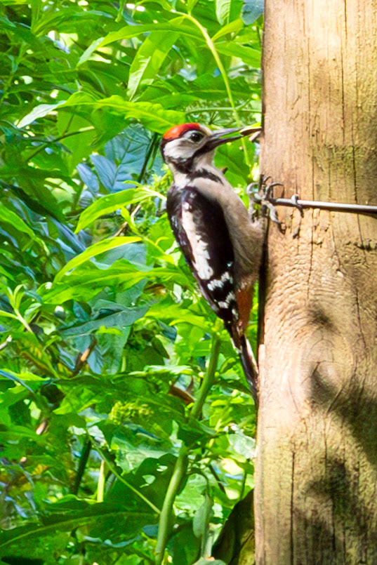 Hermand Birch Wood 31 July 2024