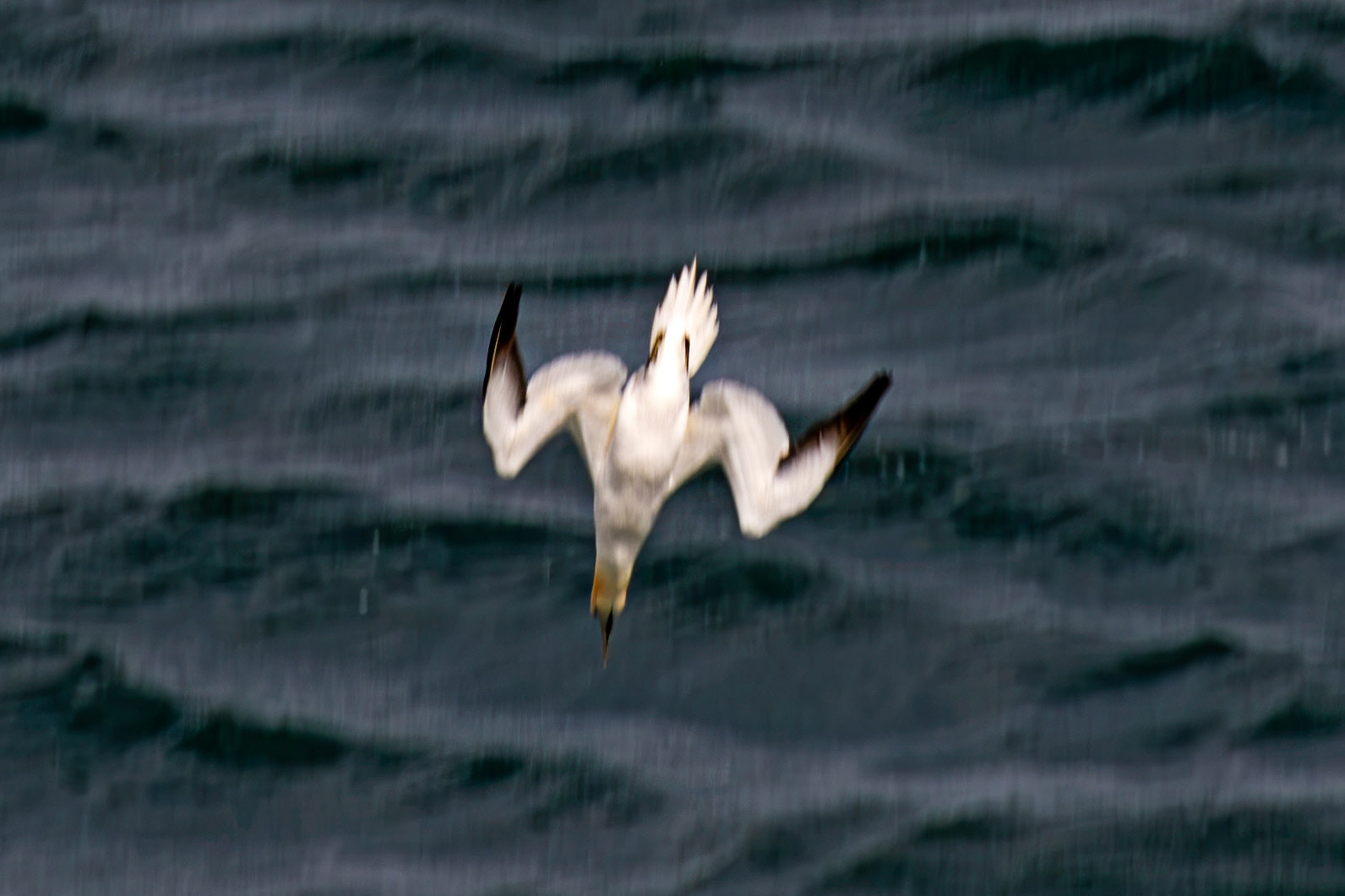 Northern Gannet diving - Tantallon Castle 04 July 2026