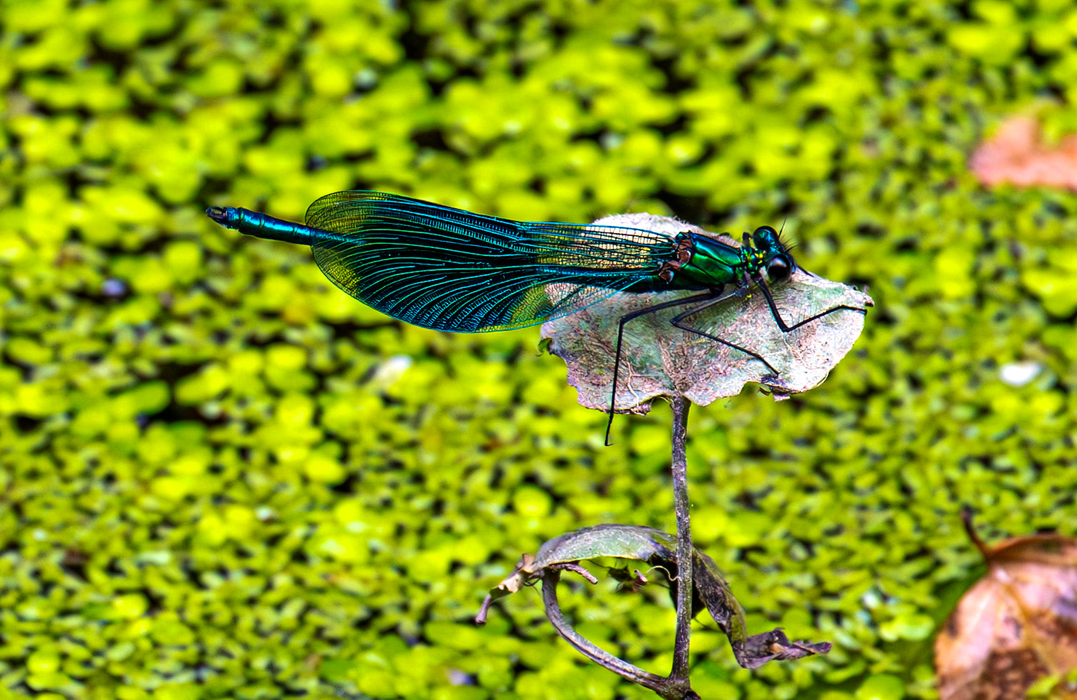 Beautiful Demoiselle (Calopteryx virgo) Barge Canal Romsey 26 July 2025
