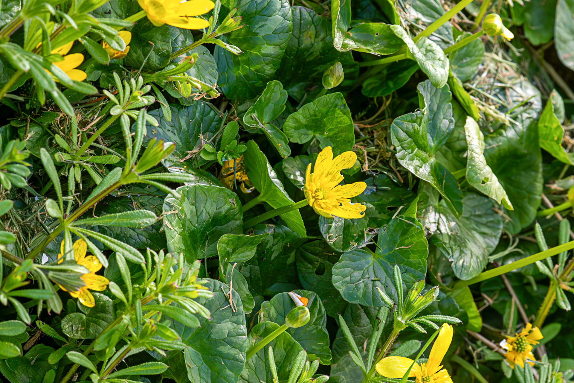 Lesser Celandine - Keiss 01 May 2026