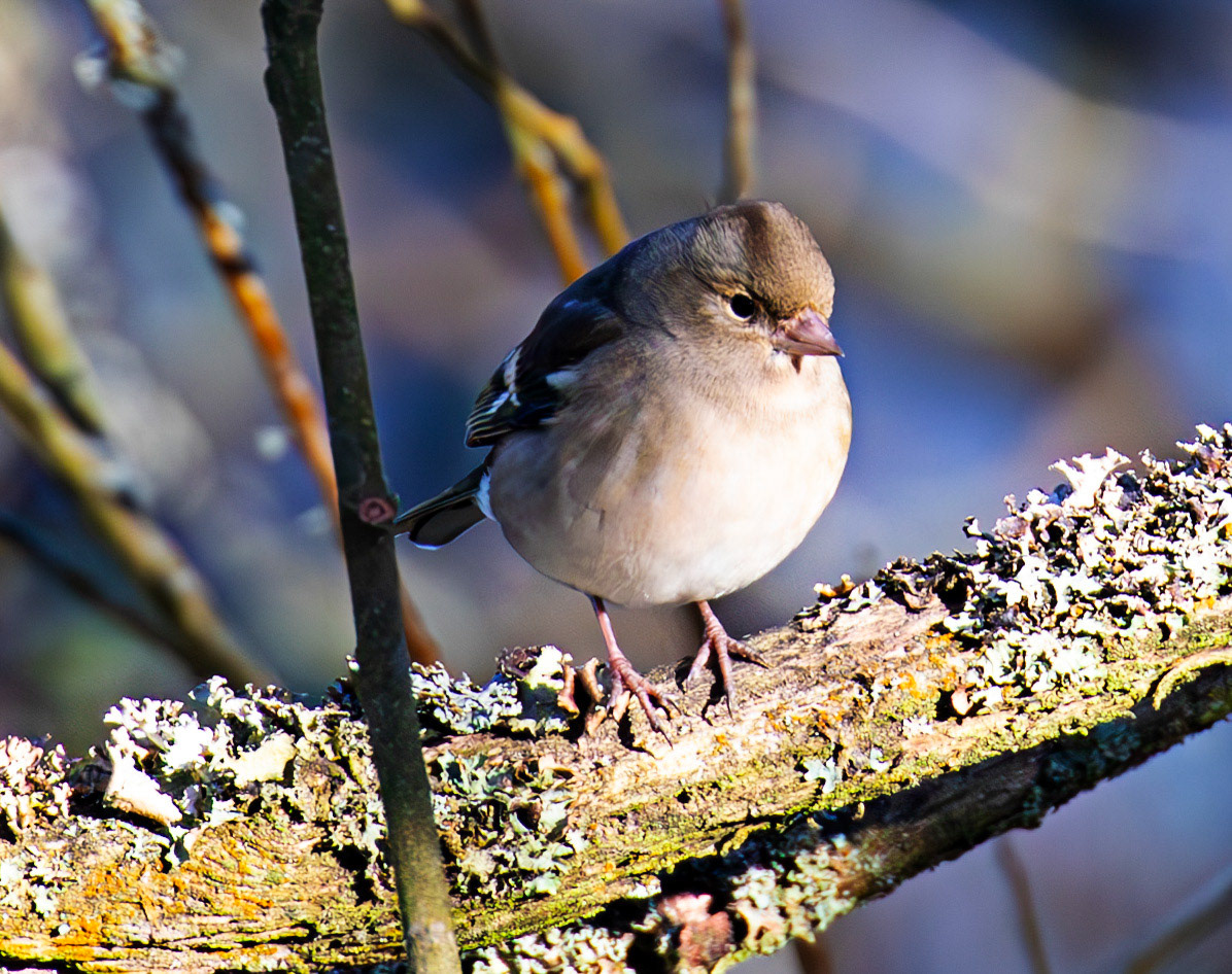 Chaffinch at Bavelaw 30 January 2025