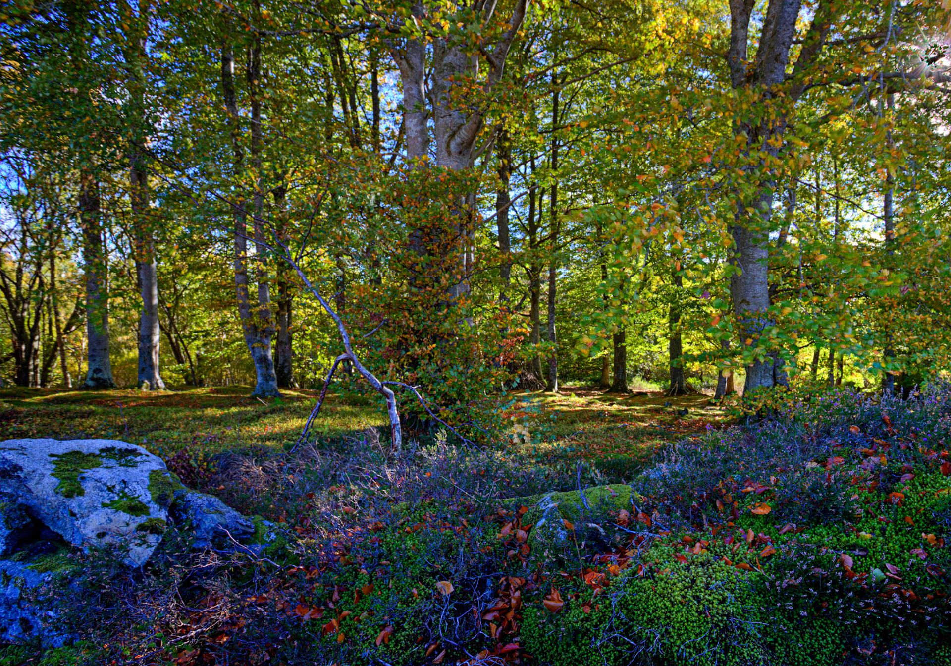 Autumn in Aberdeenshire 14 to 16 October 2022