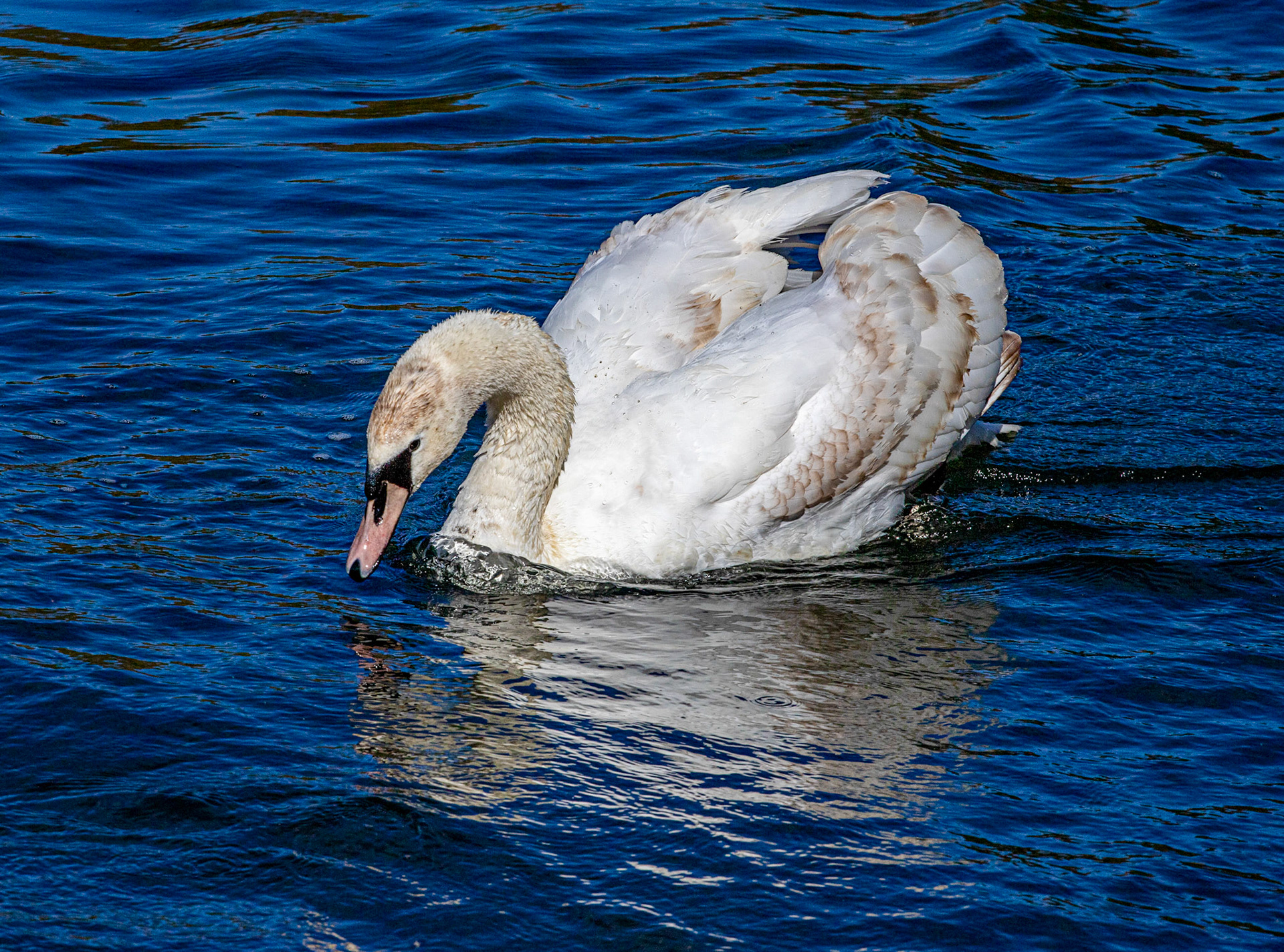 Linlithgow Loch 26 April 2024