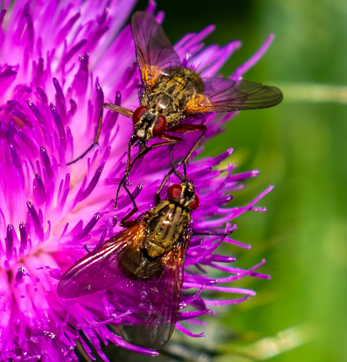 Phaonia angelicae (Yellow-winged Bristleshin) Gogar Bridge 08 July 2025