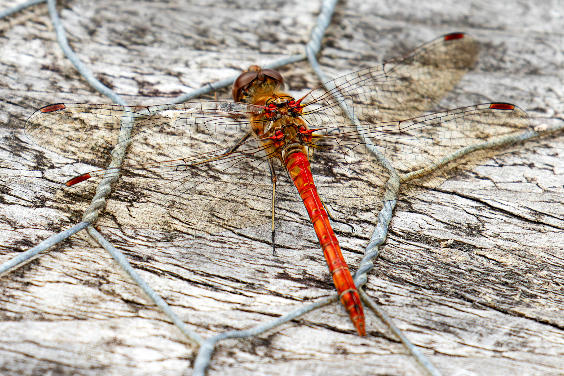 Bavelaw 24 Sept 2025