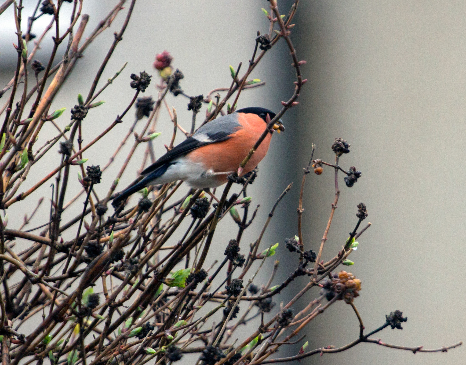 Beautiful Bullfinch visited our honeysuckle this afternoon. Normally they fly off quickly, but this little guy hung around for quite a while.