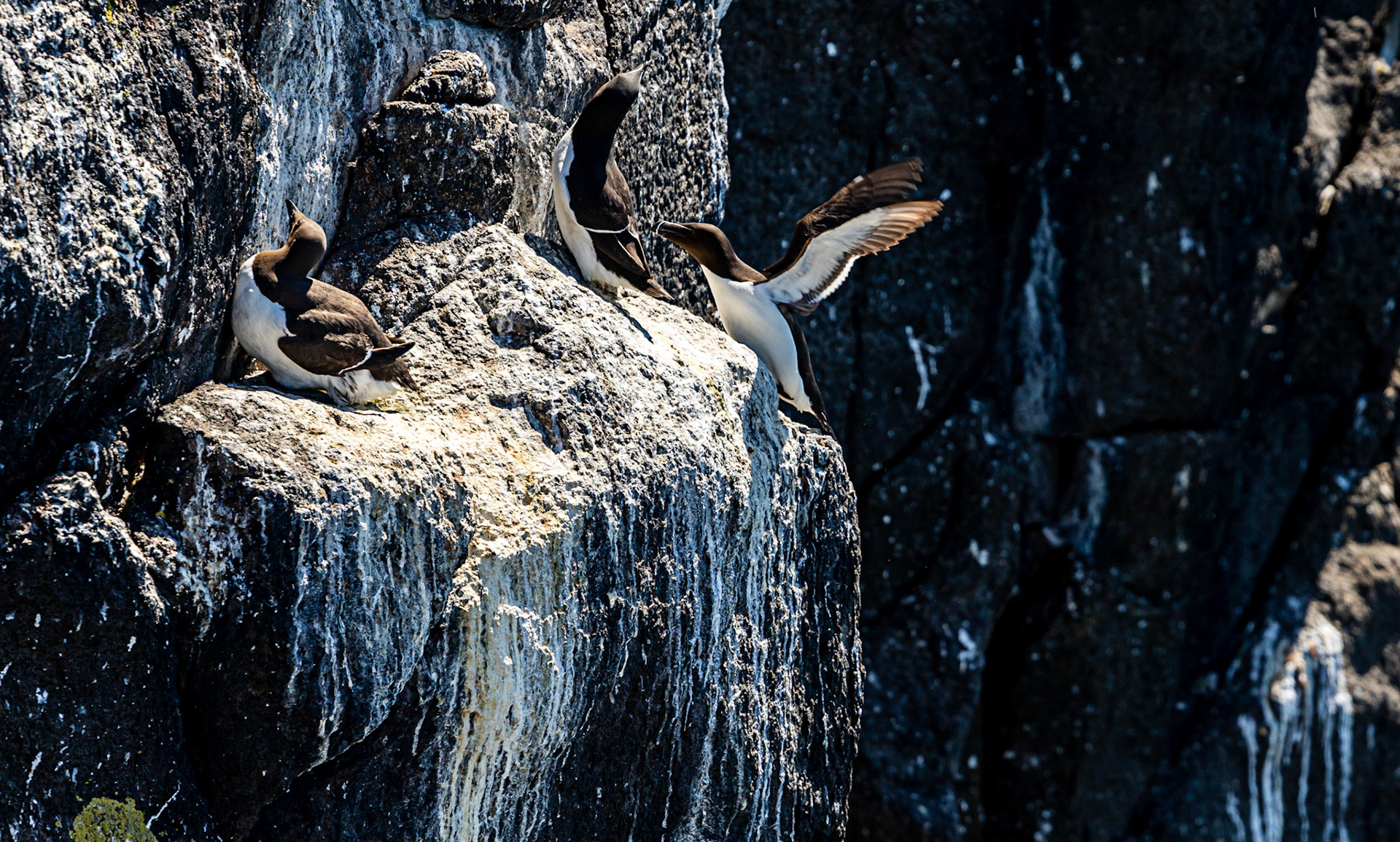 Razorbill - Isle of May - 04 June 2022