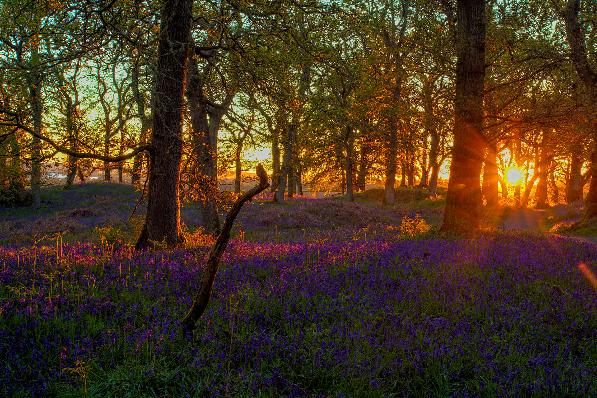 Kinclaven Bluebell Woods 16 May 2026