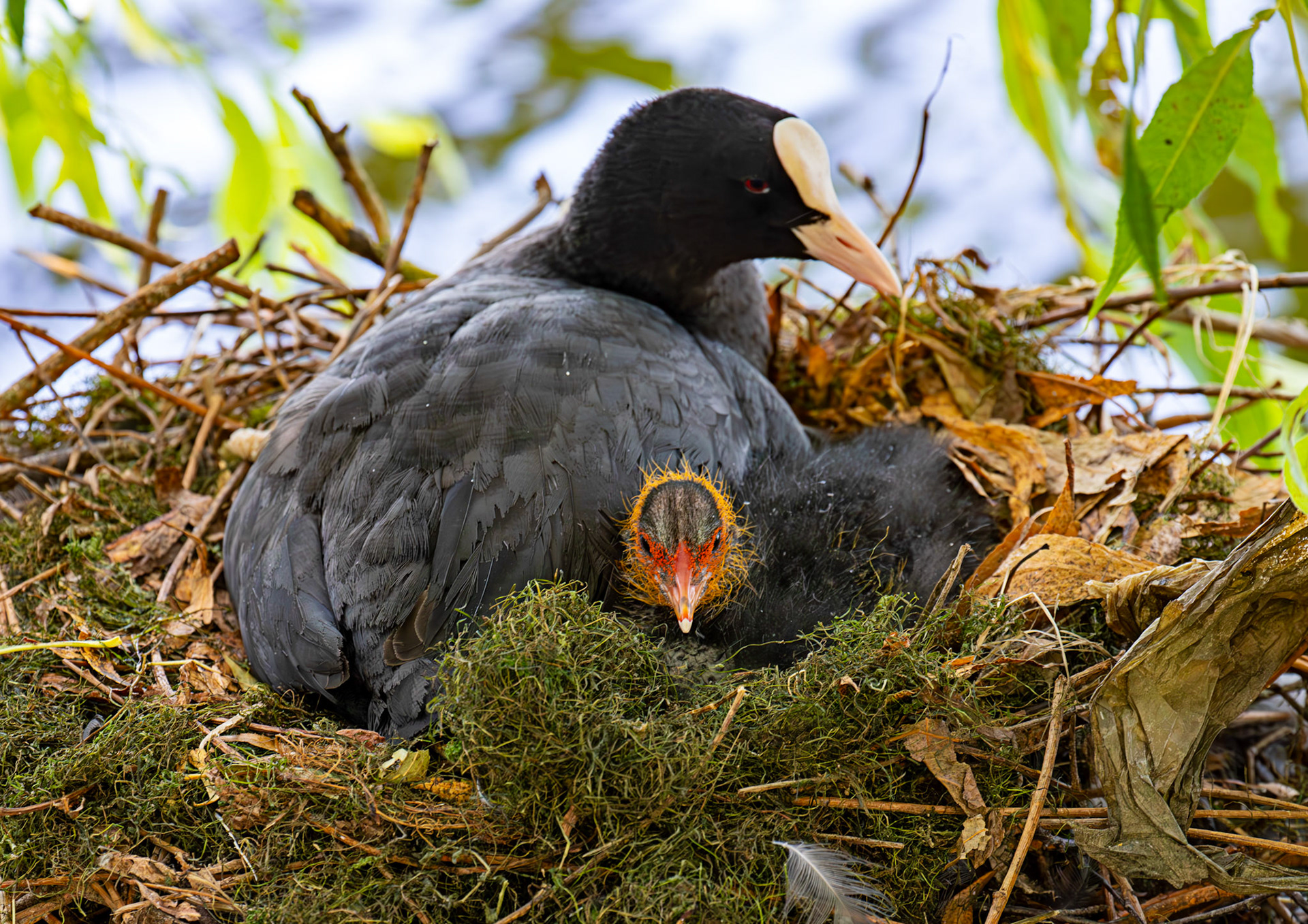 Linlithgow 02 August 2025
