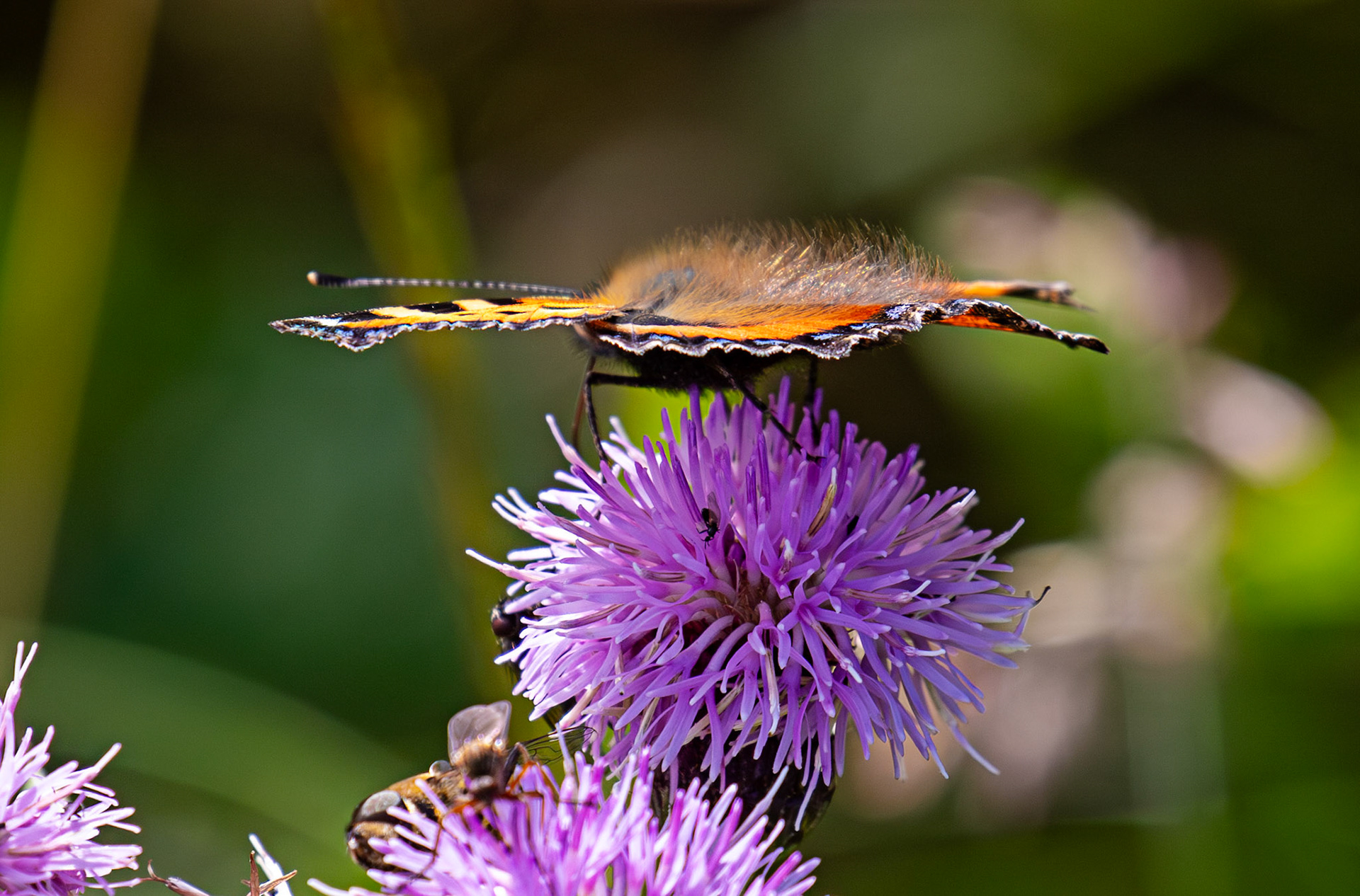 Small Tortoiseshell - Harperrig 08 July 2025