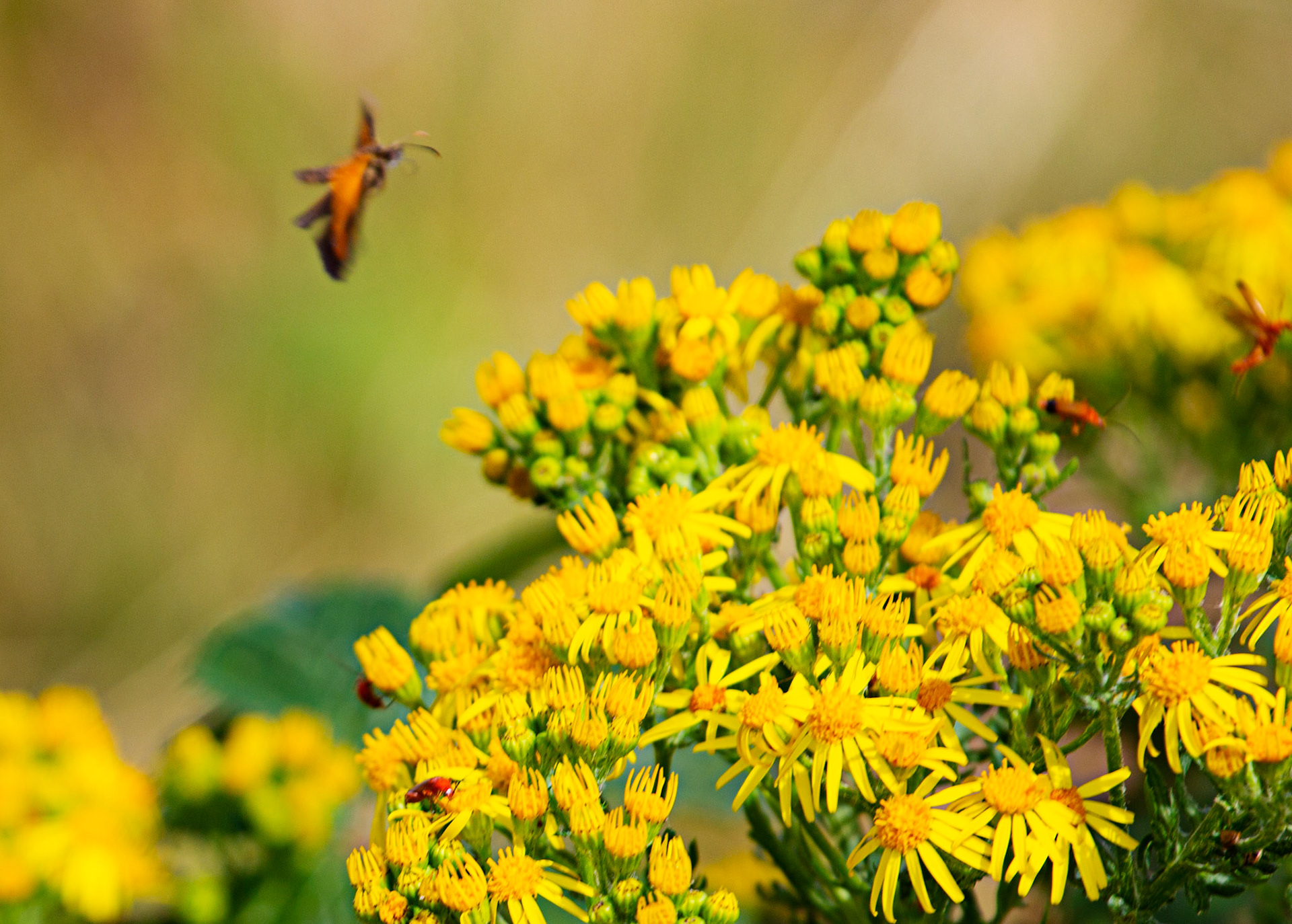 Ventnor Downs 13 July 2022