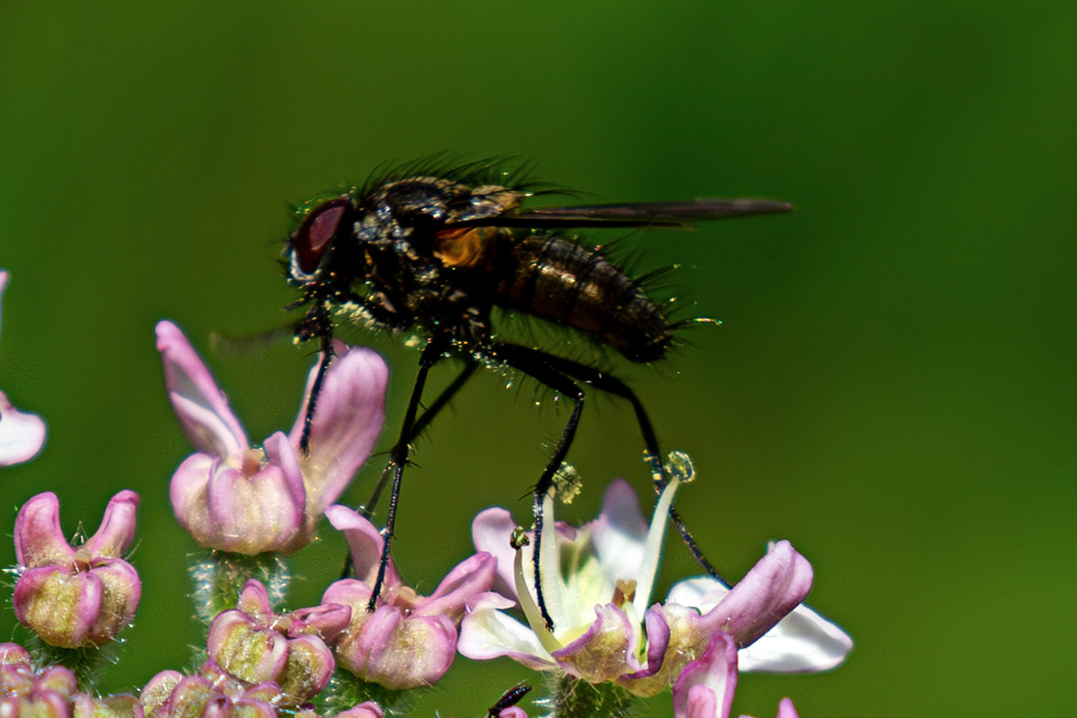 dagger fly (Empis tessellata) at The Knock, Bathgate Hills 20 June 2026