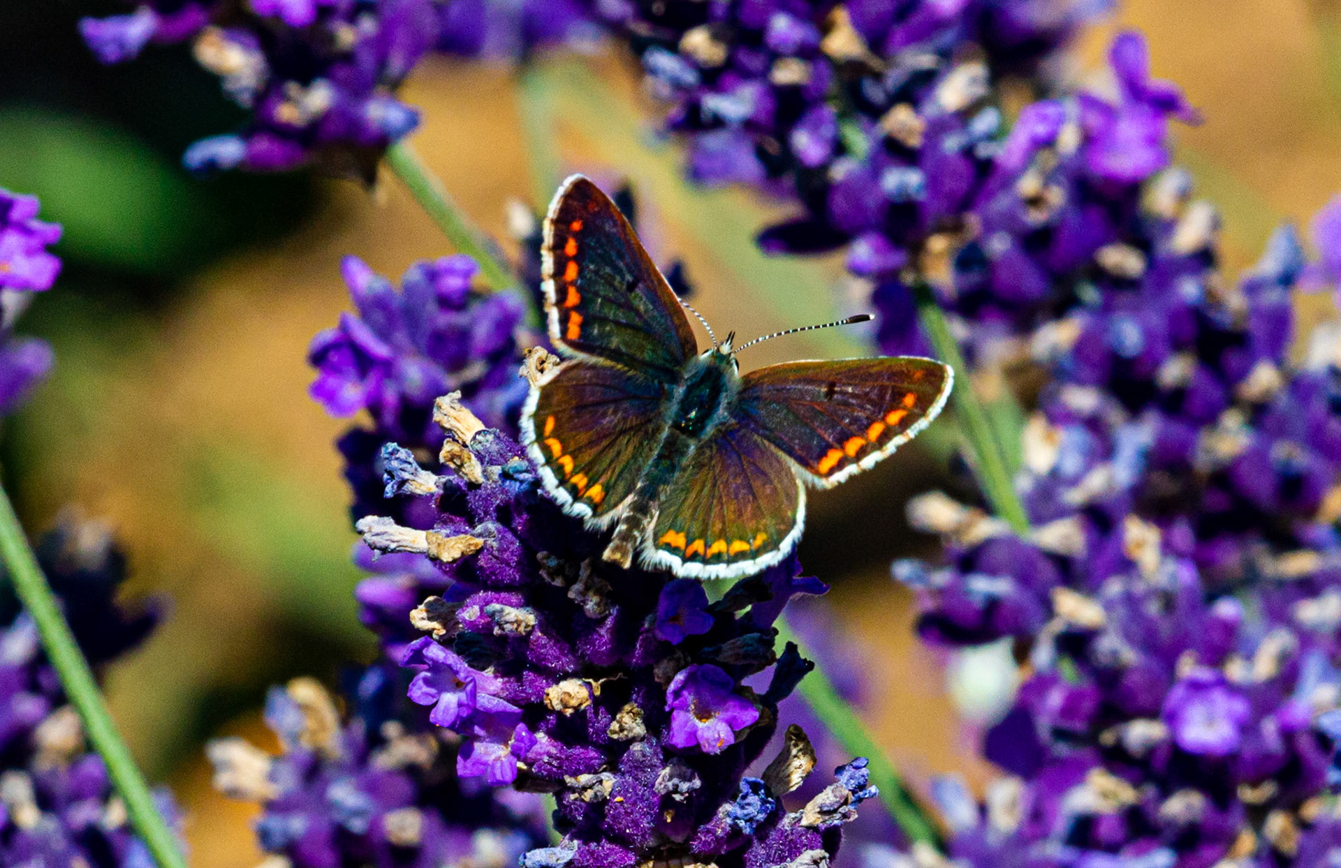 Mottistone IOW 16 July 2022