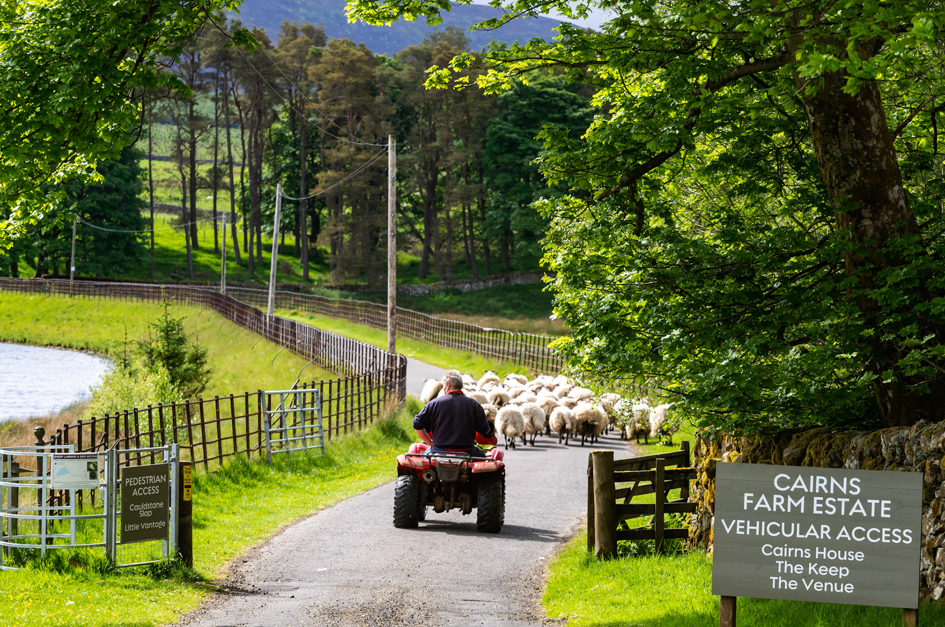 Driving the sheep at Harperrig 09 June 2021 Please see my other photos at JamesPDeans.co.uk