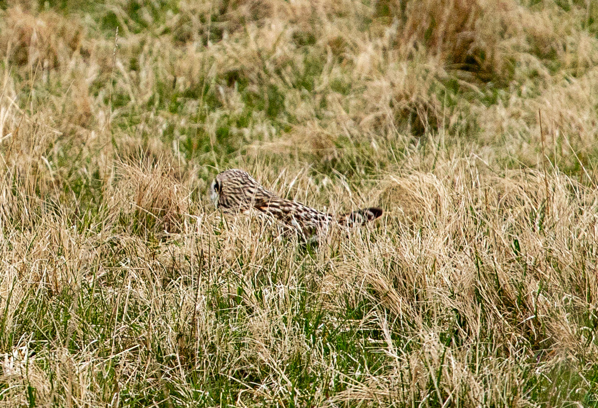 Short Eared Owl Caithness 05 May 2024