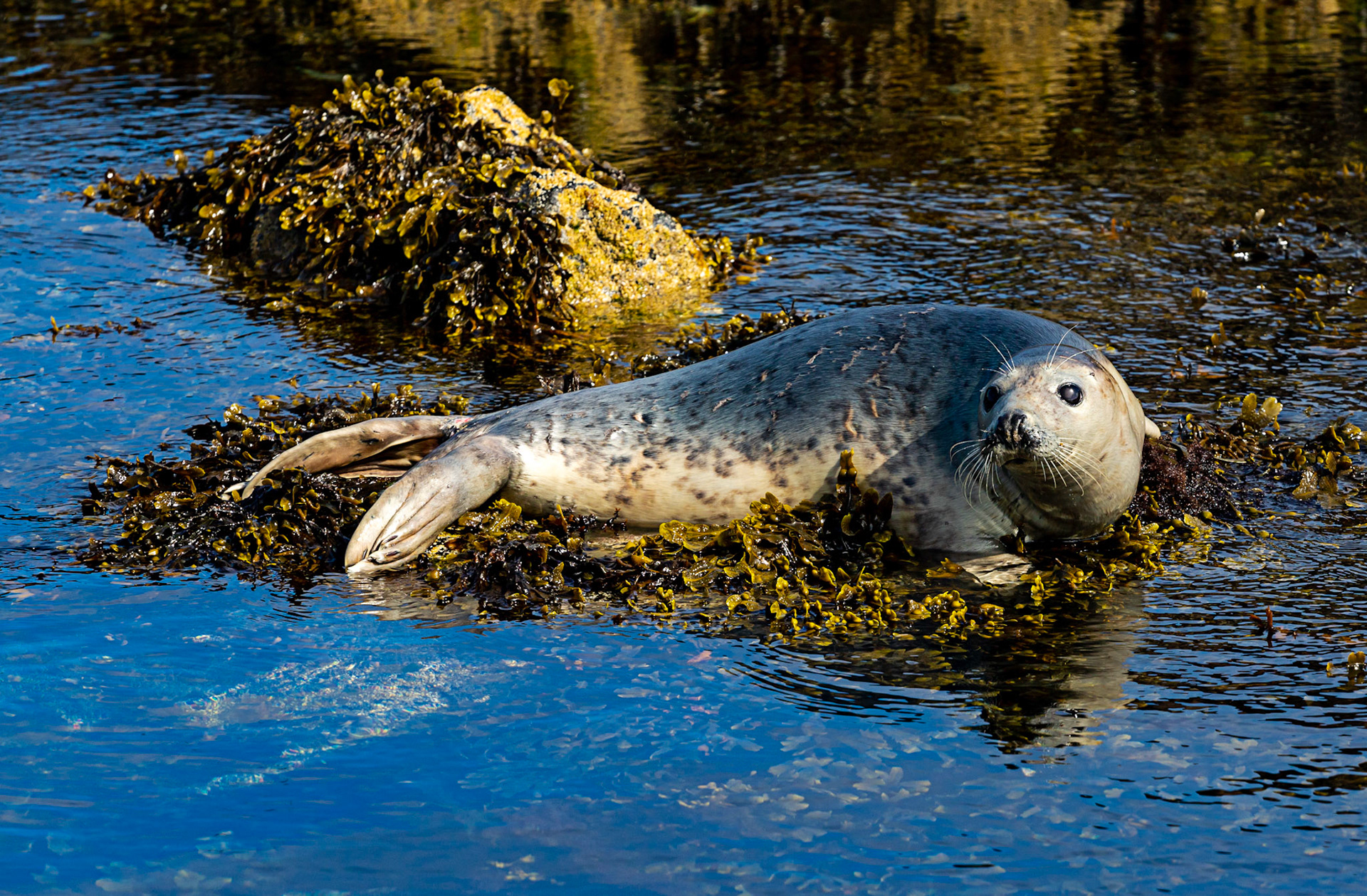 Isle of May - 04 June 2022