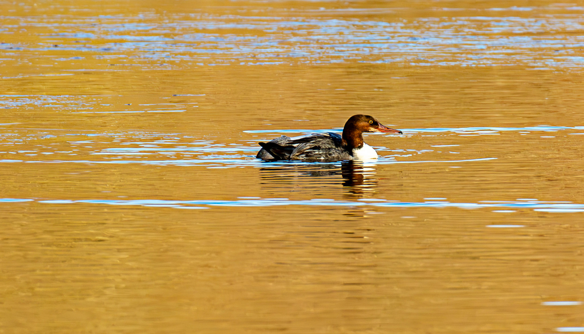 Goosander at Birnie &amp; Gaddon Lochs 08 January 2025