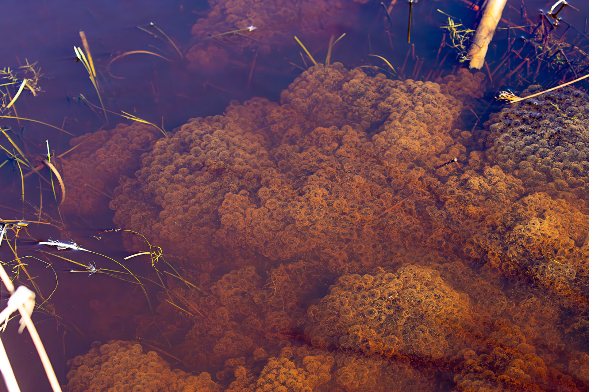 Frog spawn at Black Devon Wetlands 20 March 2026