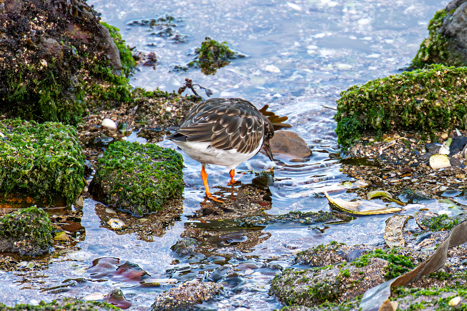 Turnstone, Port Seton 18 November 2024