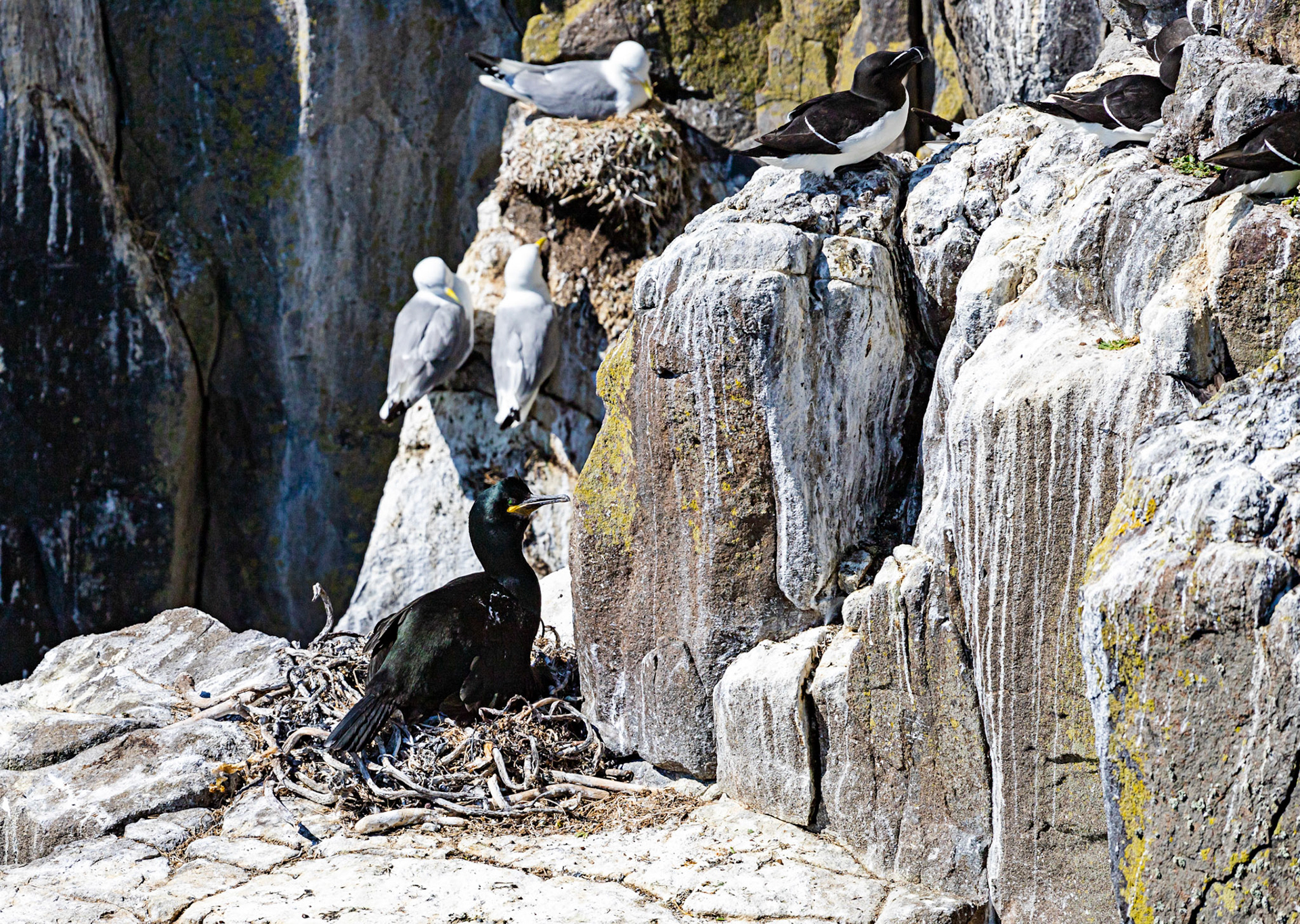 Isle of May - 04 June 2022