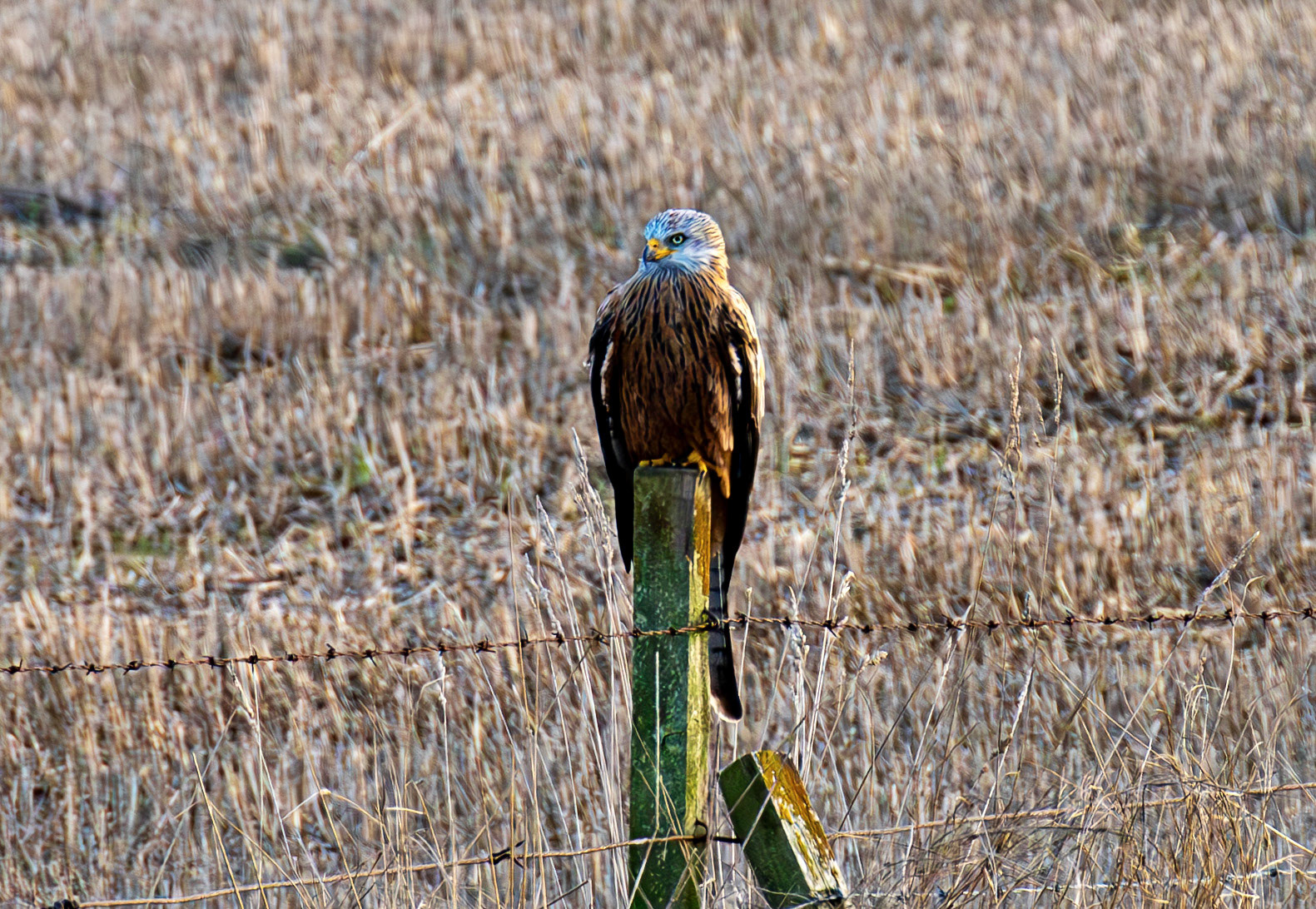 Red Kite near Edzell 30 December 2025