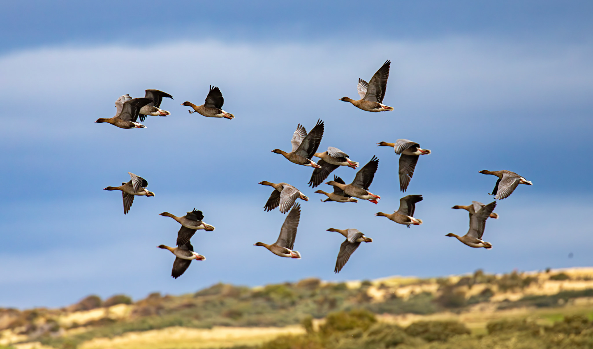 Pink-Footed Geese - Aberlady Bay 14 Sept 2024