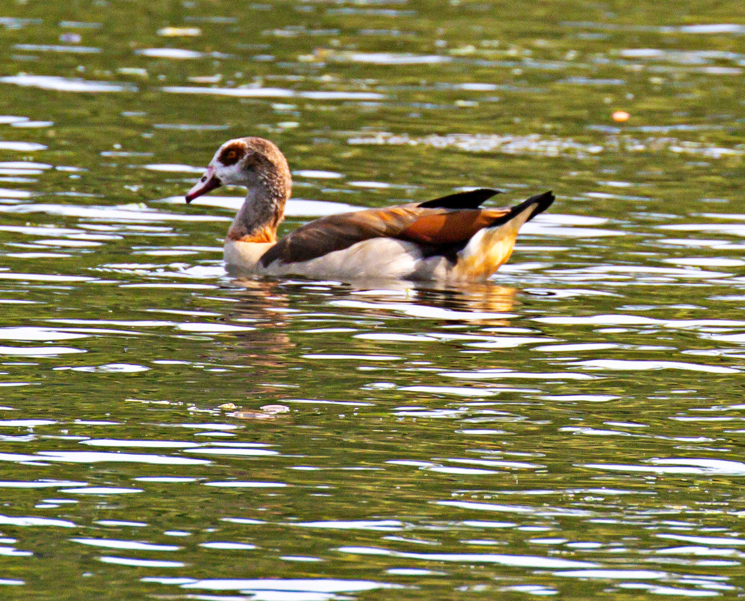 Walk Thames Path MArlow to Bourne End 06 August 2025