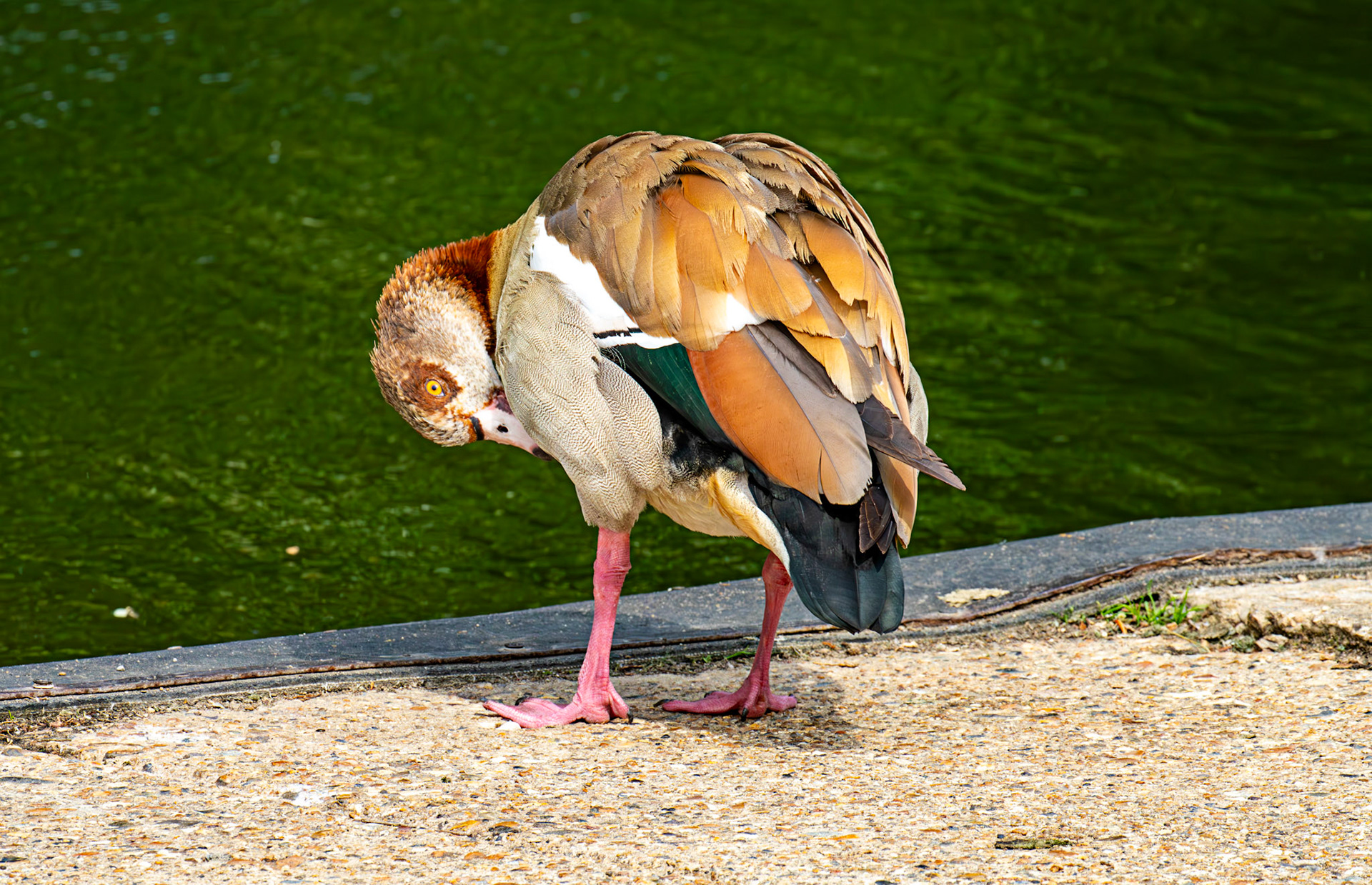 Windsor 06 August 2025