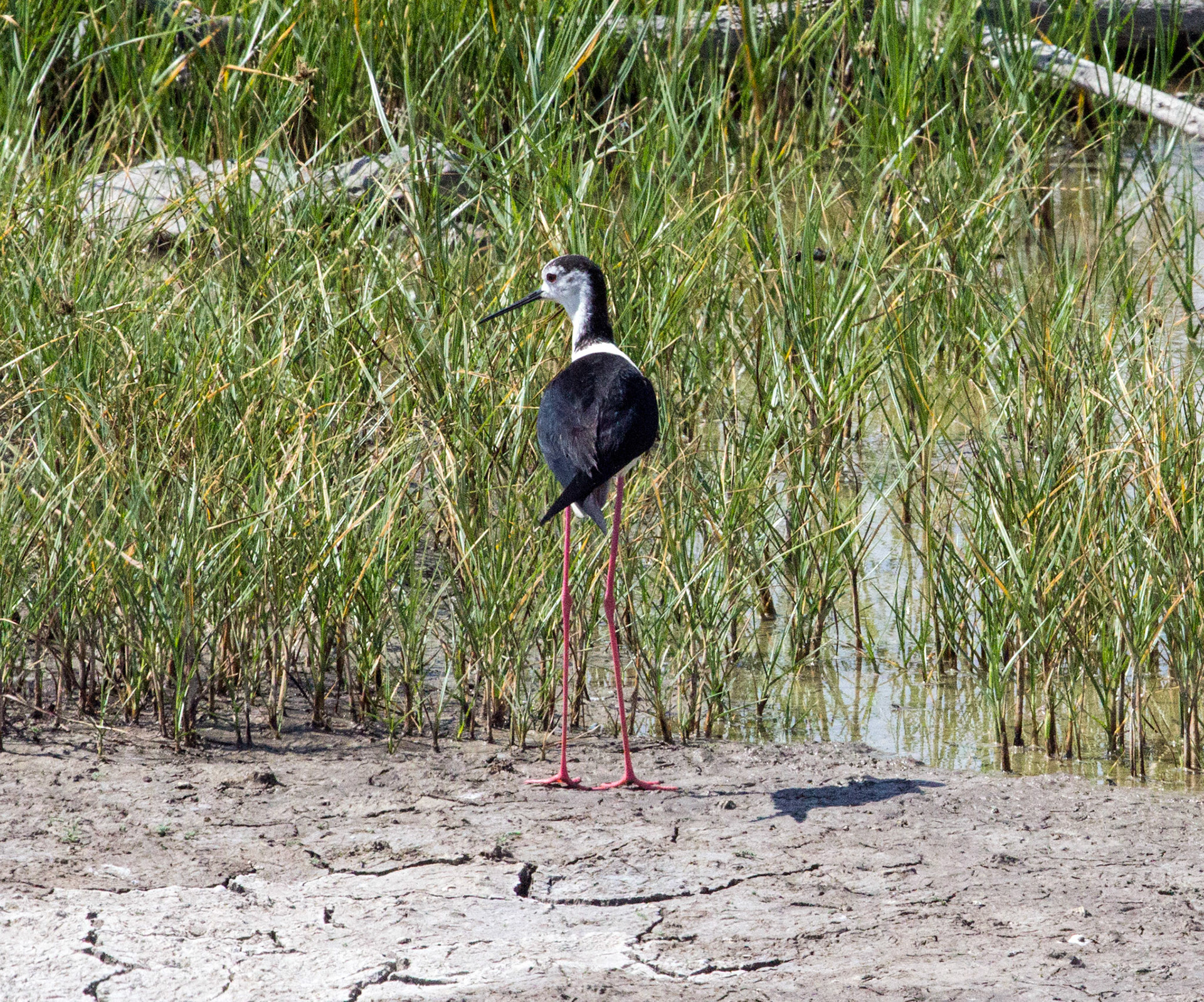 Parc Natural de s'Albufera de MallorcaPlease see my other Photographs at: www.jamespdeans.co.uk