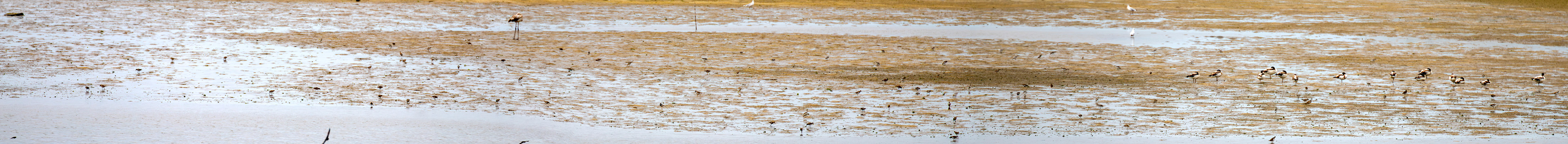 Shelduck, Flamingo &amp; small waders Reserva Natural do Estuario do Douro 20 August 2026