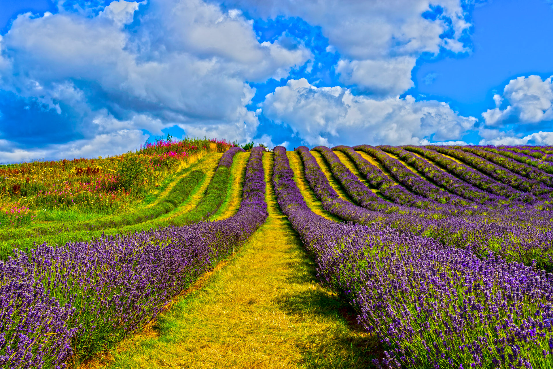 I spent an amazing few hours at Scottish Lavender Oils. They are so dedicated to nature and not to profit!
