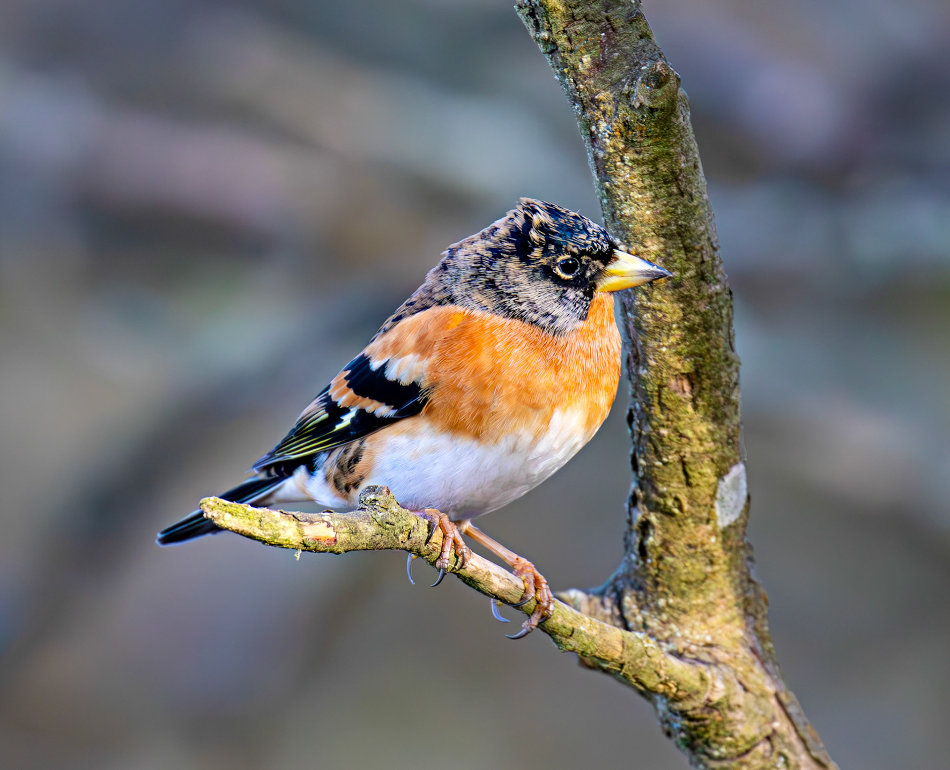 Brambling at Bavelaw 30 January 2025